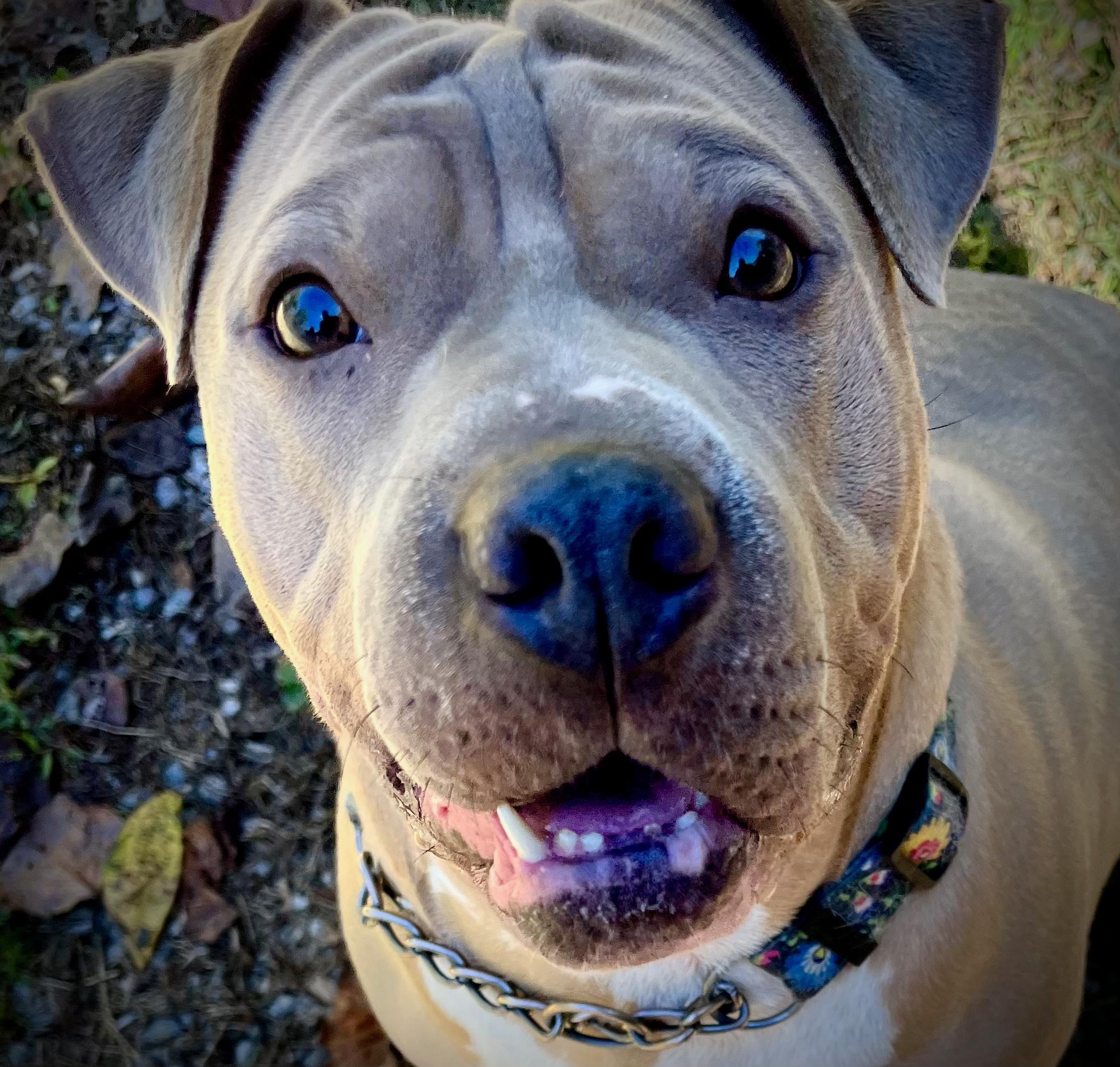 Enlarge London, a Adoptable American Bully in Powell, TN image 6/6