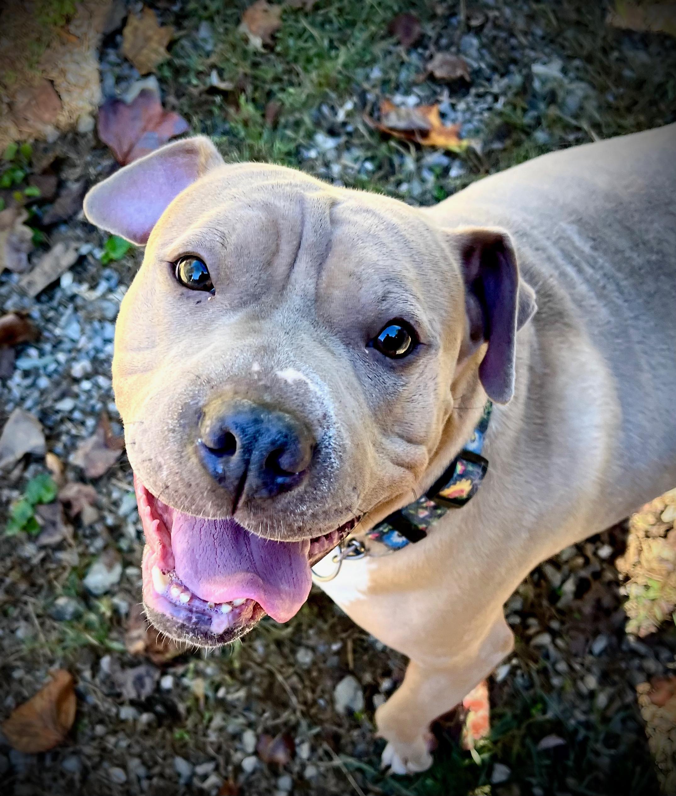 Enlarge London, a Adoptable American Bully in Powell, TN image 2/6
