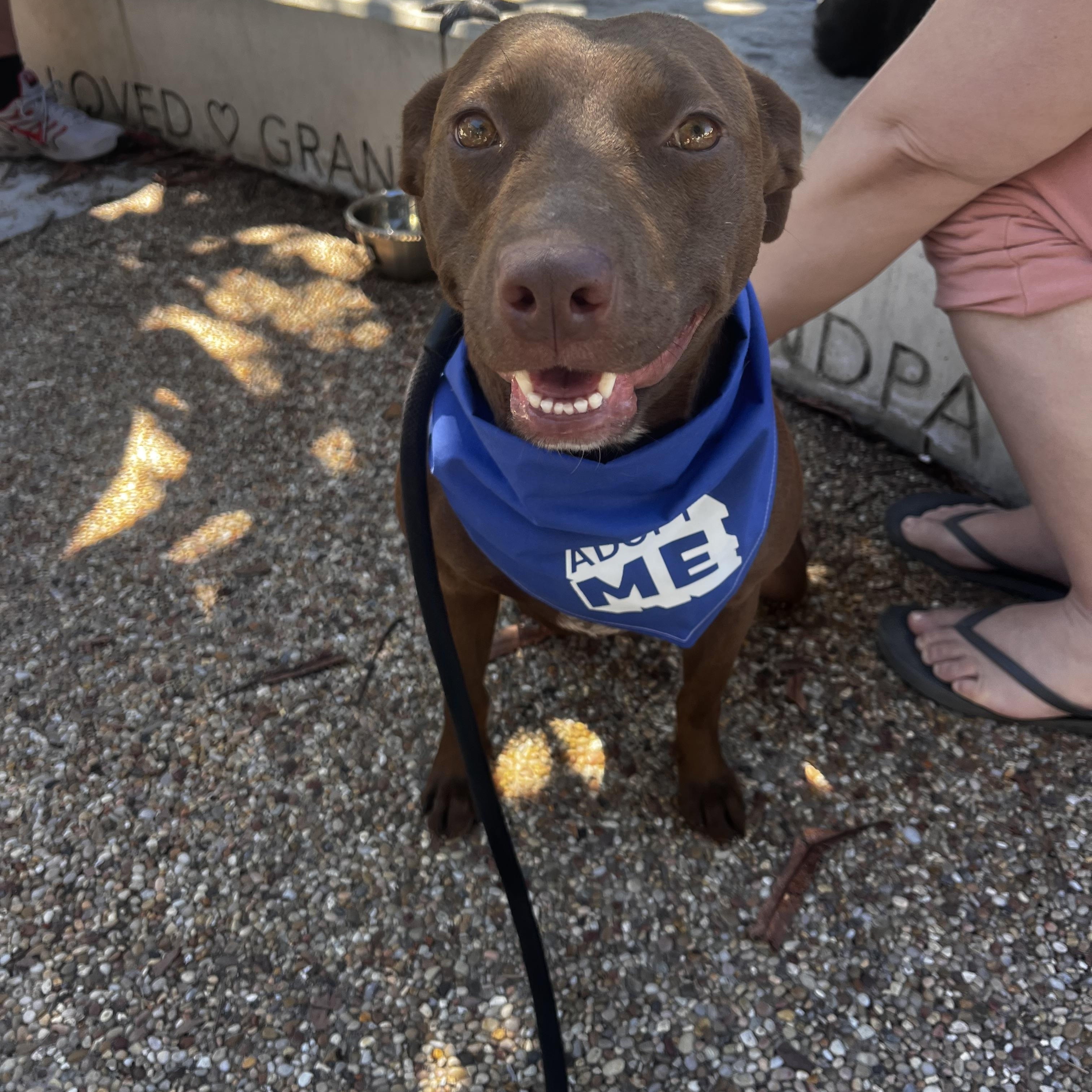 Chicken, adopted, Adult Female Labrador Retriever.
