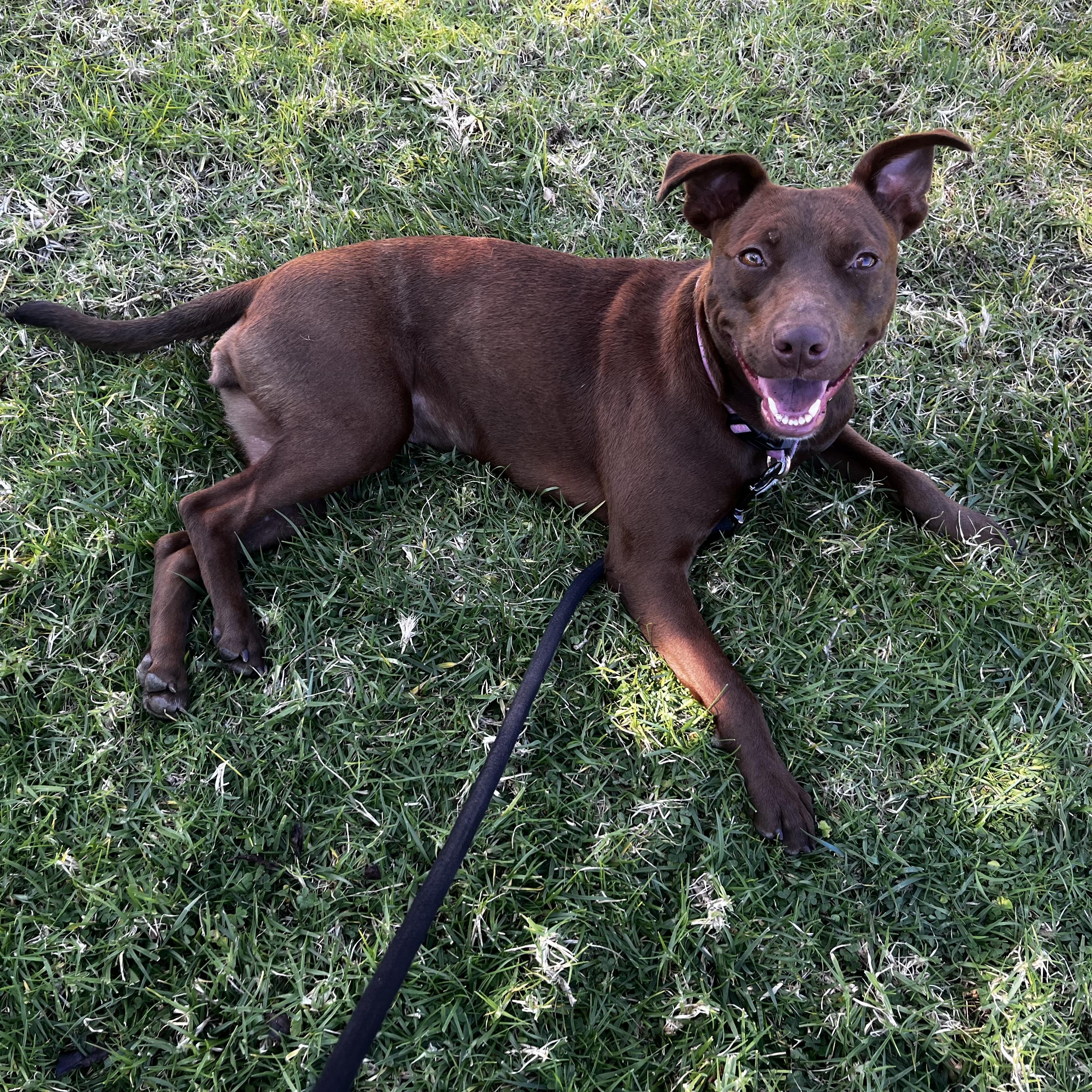 Enlarge Chicken, an adopted mixed breed in San Diego, CA image 2/6