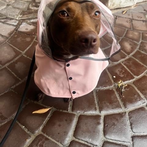 Enlarge Chicken, an adopted mixed breed in San Diego, CA image 5/6