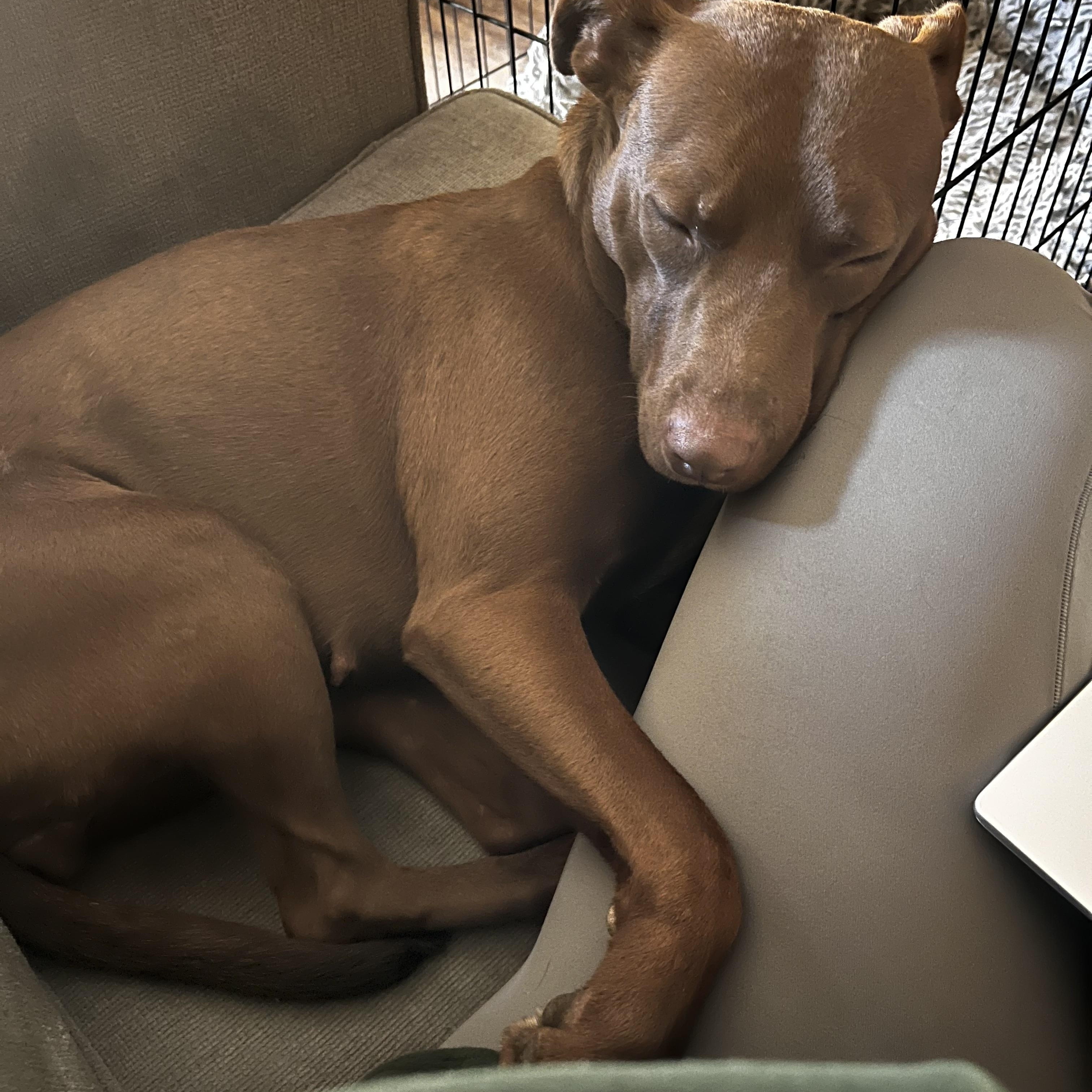 Enlarge Chicken, an adopted mixed breed in San Diego, CA image 6/6