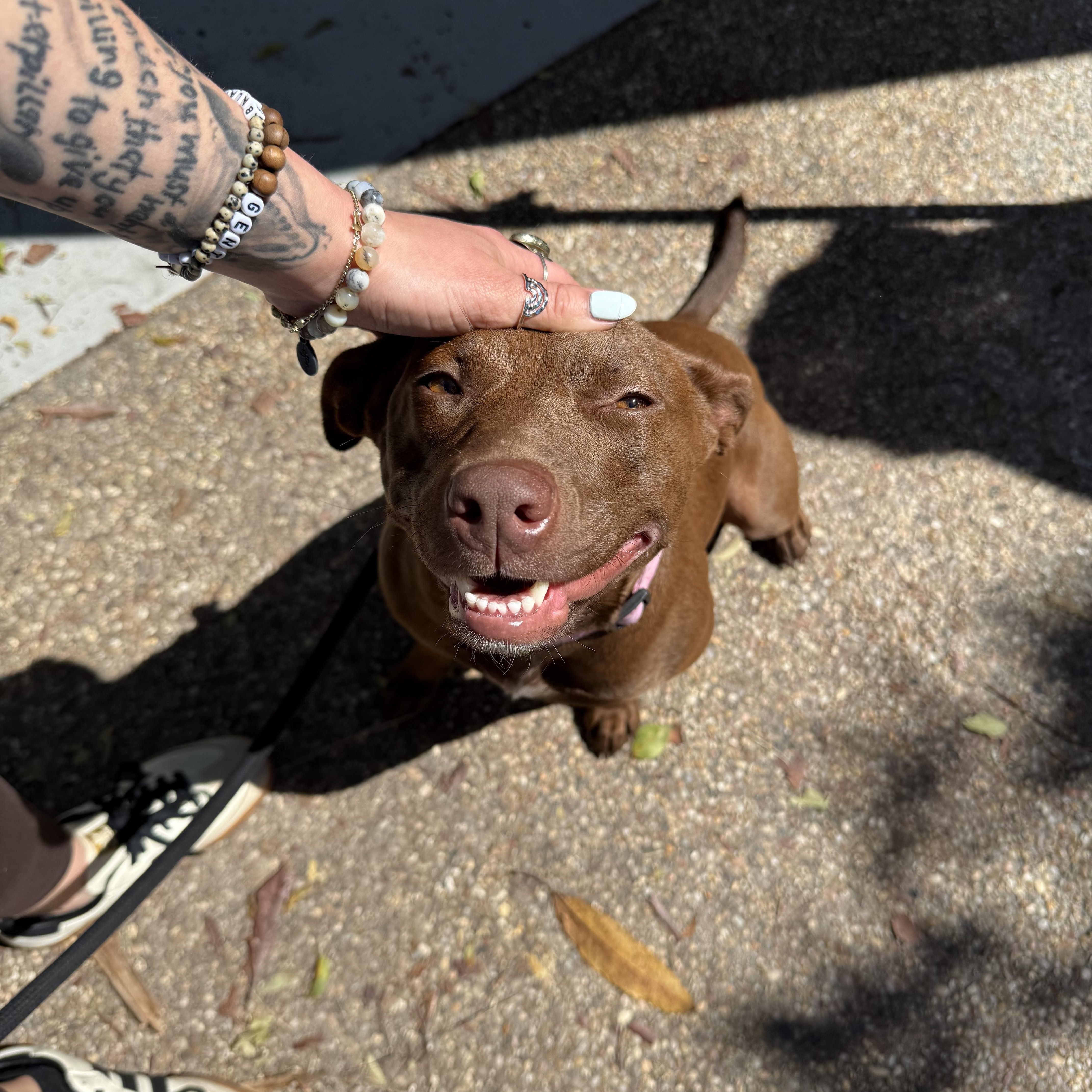 Enlarge Chicken, an adopted mixed breed in San Diego, CA image 3/6