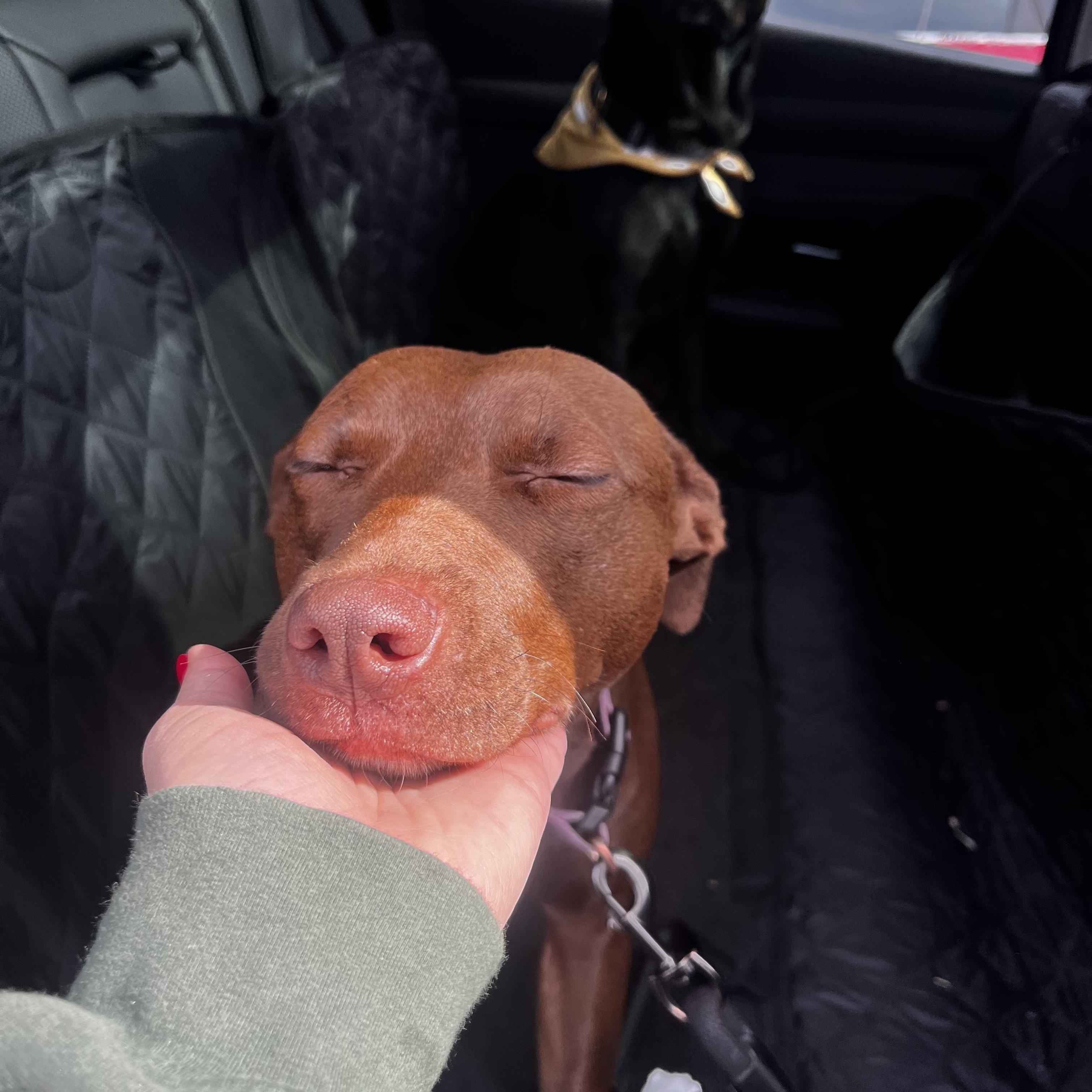 Enlarge Chicken, an adopted mixed breed in San Diego, CA image 4/6