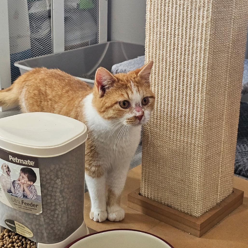 Enlarge Sake 26-009, a Adoptable Domestic Short Hair in Little Rock, AR image 1/5