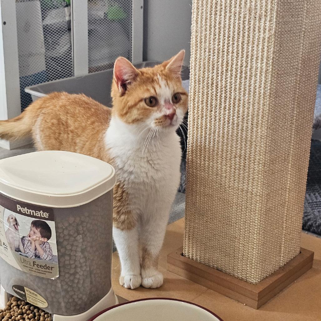 Enlarge Sake 26-009, a Adoptable Domestic Short Hair in Little Rock, AR image 2/5