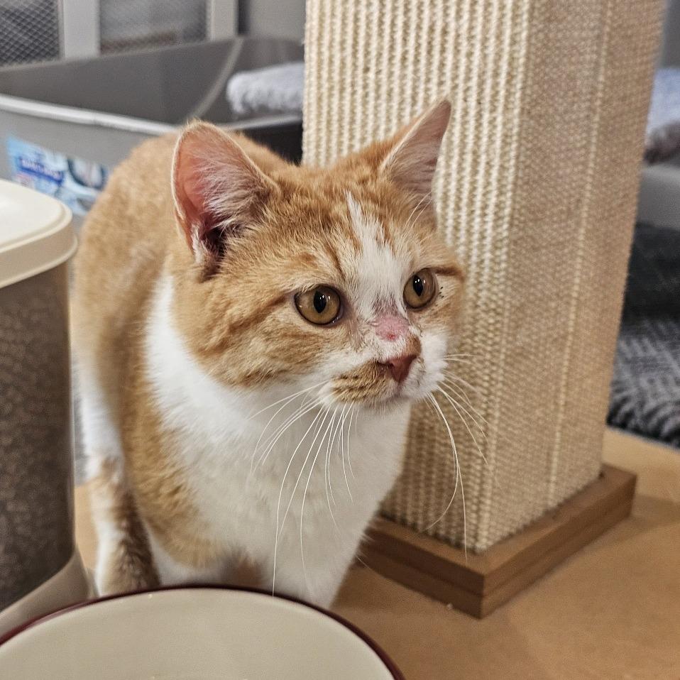 Enlarge Sake 26-009, a Adoptable Domestic Short Hair in Little Rock, AR image 3/5