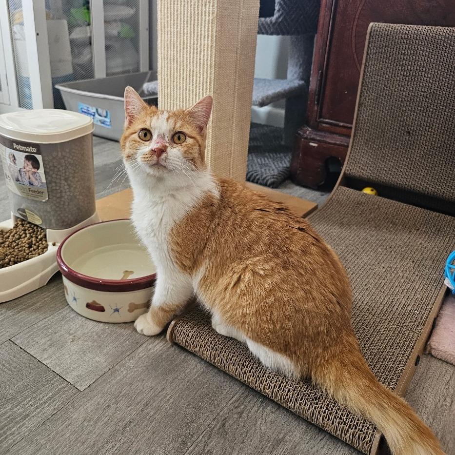 Enlarge Sake 26-009, a Adoptable Domestic Short Hair in Little Rock, AR image 4/5