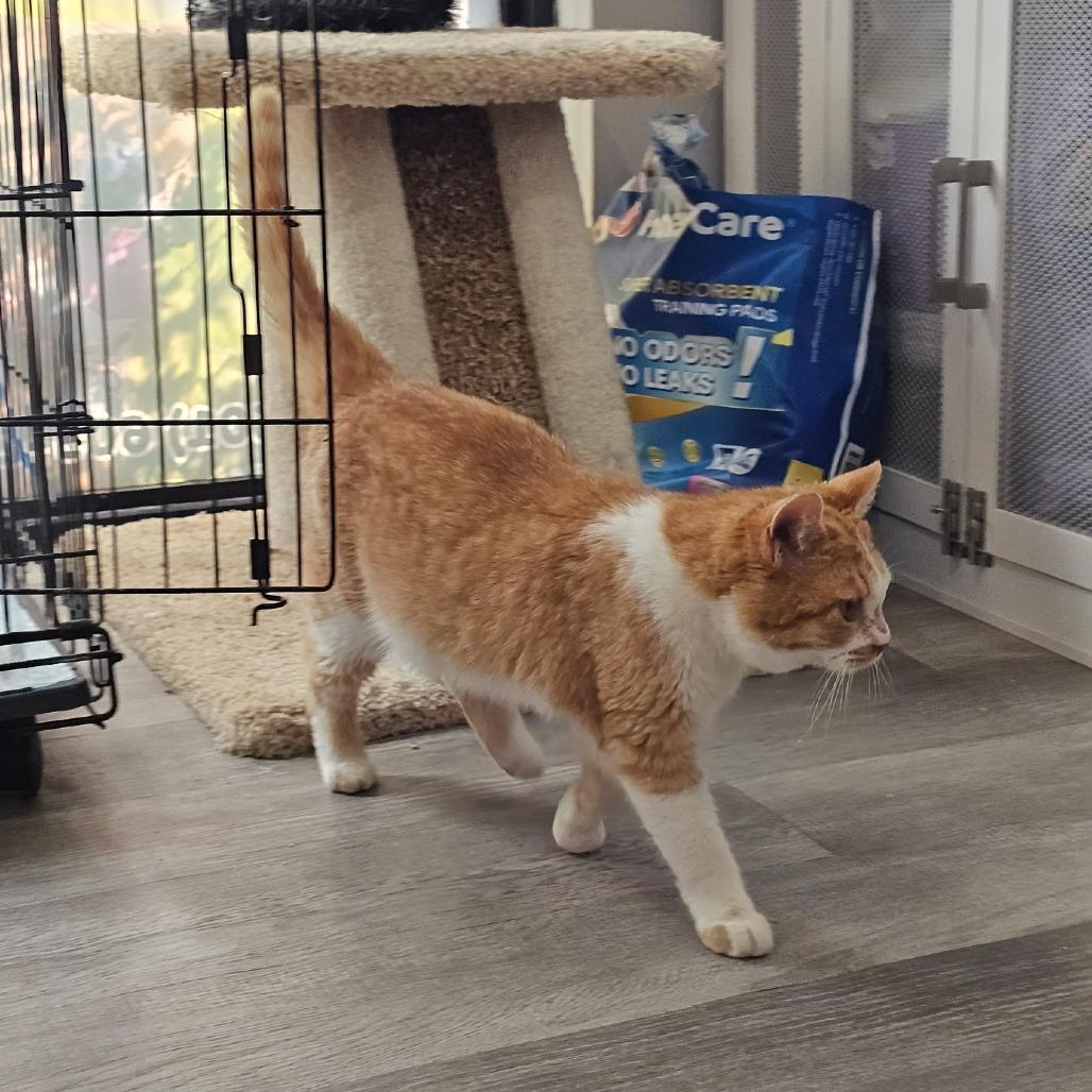 Enlarge Sake 26-009, a Adoptable Domestic Short Hair in Little Rock, AR image 5/5