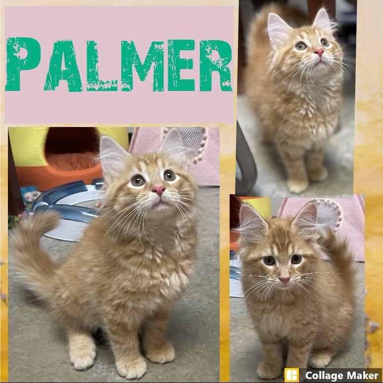 Enlarge Palmer, a Adopted mixed breed in Clearfield, PA image 1/1