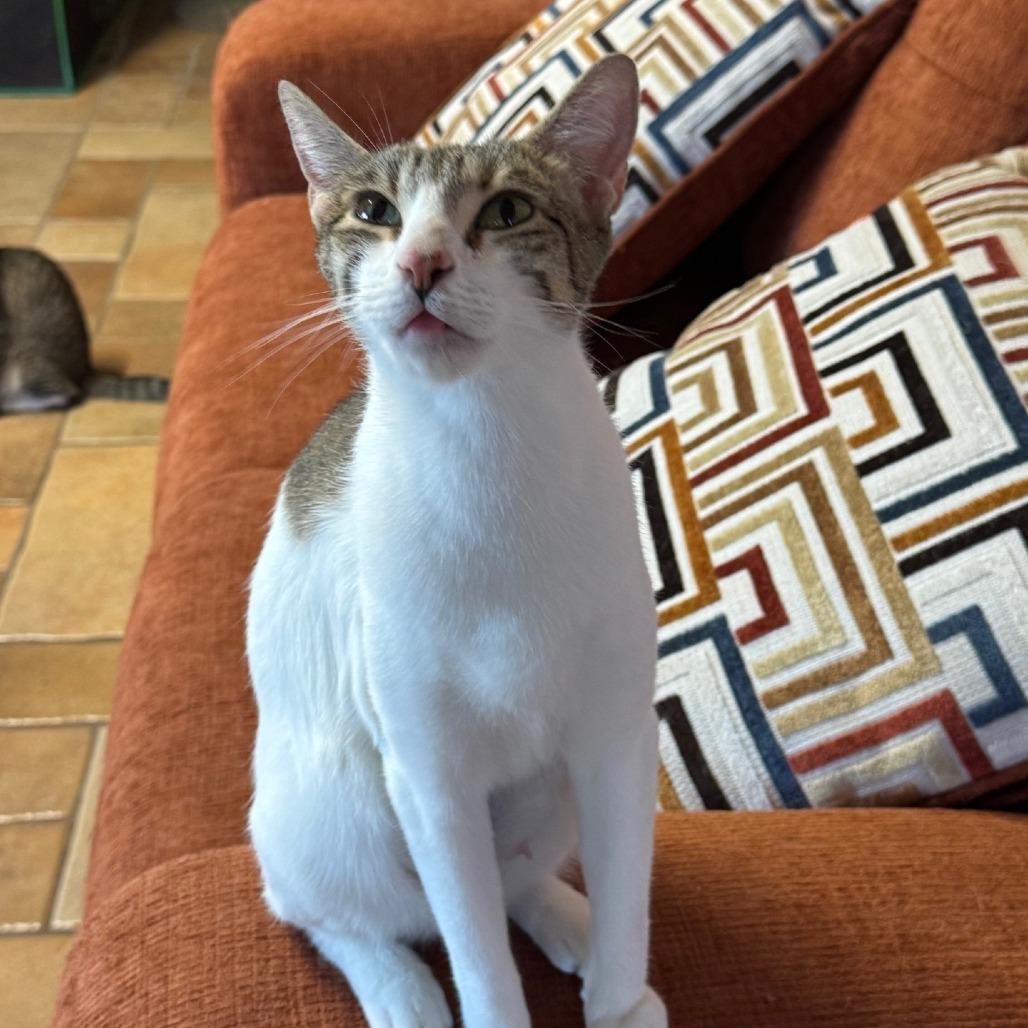 Spotsie, Adoptable, Adult Female Domestic Short Hair.