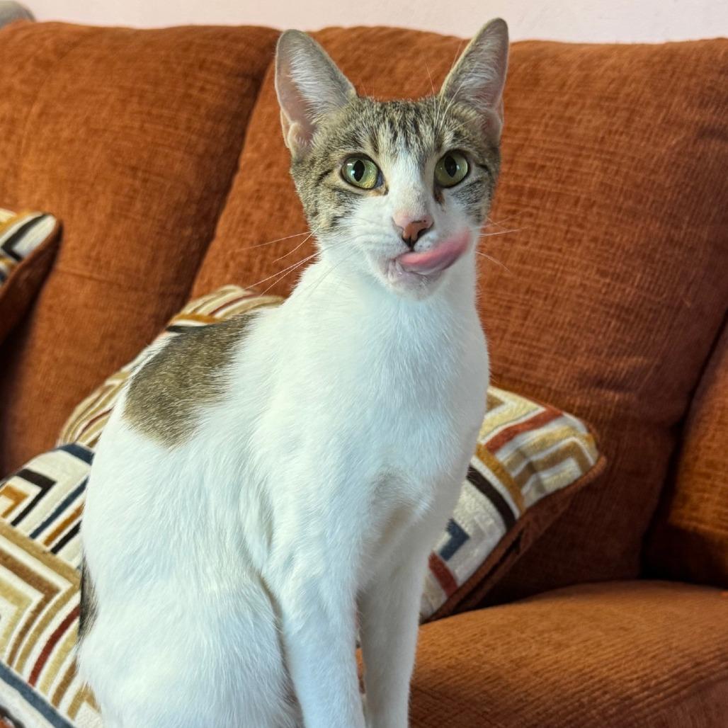 Enlarge Spotsie, a Adoptable Domestic Short Hair in Glendale, AZ image 2/2