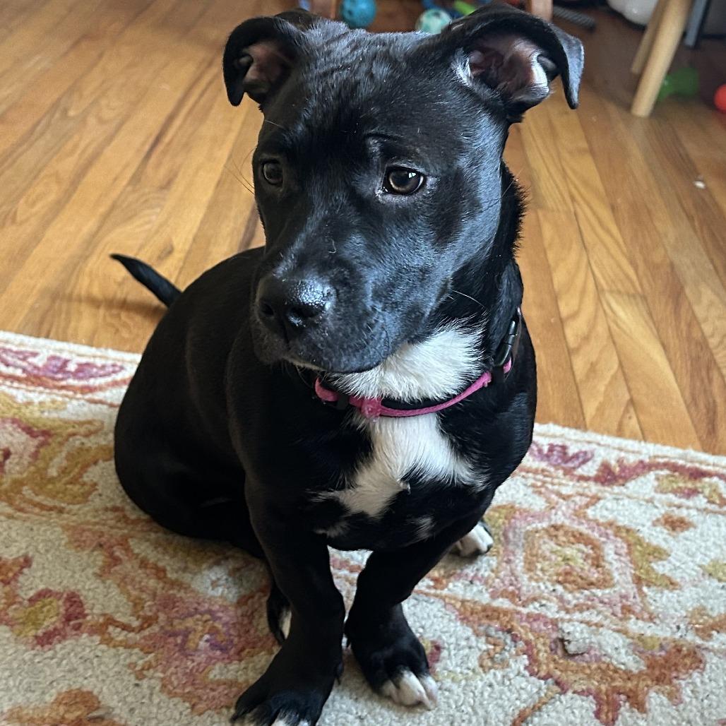 Daisy Long Legs, Adoptable, Young Female Pit Bull Terrier & Dachshund.