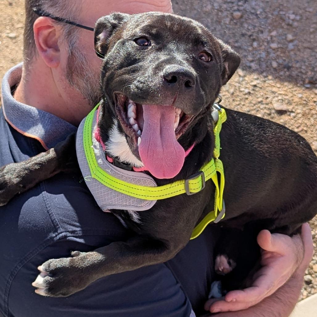Enlarge Daisy Long Legs, a Adoptable mixed breed in Raleigh, NC image 2/6