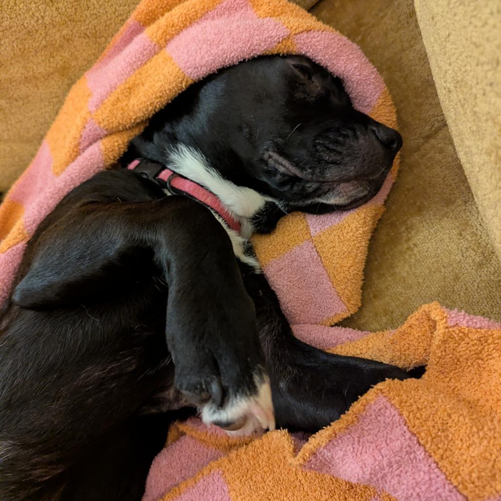 Enlarge Daisy Long Legs, a Adoptable mixed breed in Raleigh, NC image 3/6