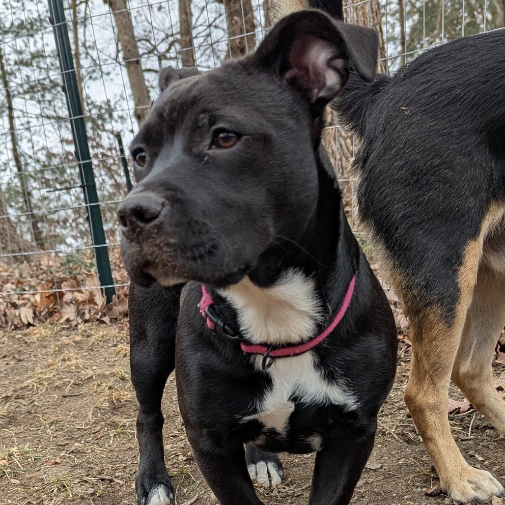 Enlarge Daisy Long Legs, a Adoptable mixed breed in Raleigh, NC image 4/6