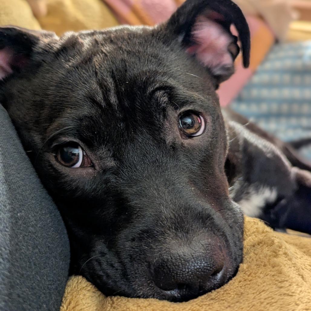 Enlarge Daisy Long Legs, a Adoptable mixed breed in Raleigh, NC image 5/6