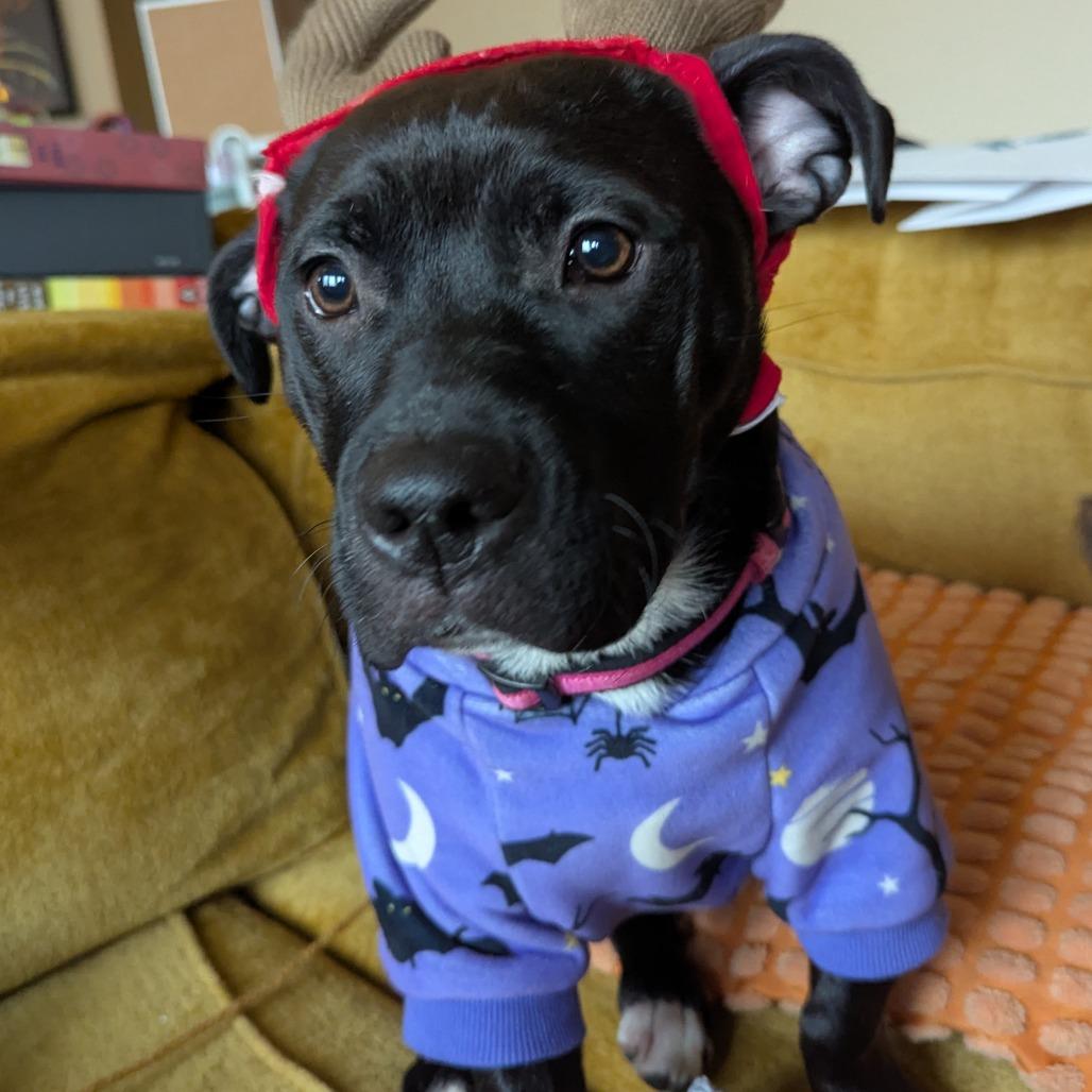 Daisy Long Legs thumbnail 6