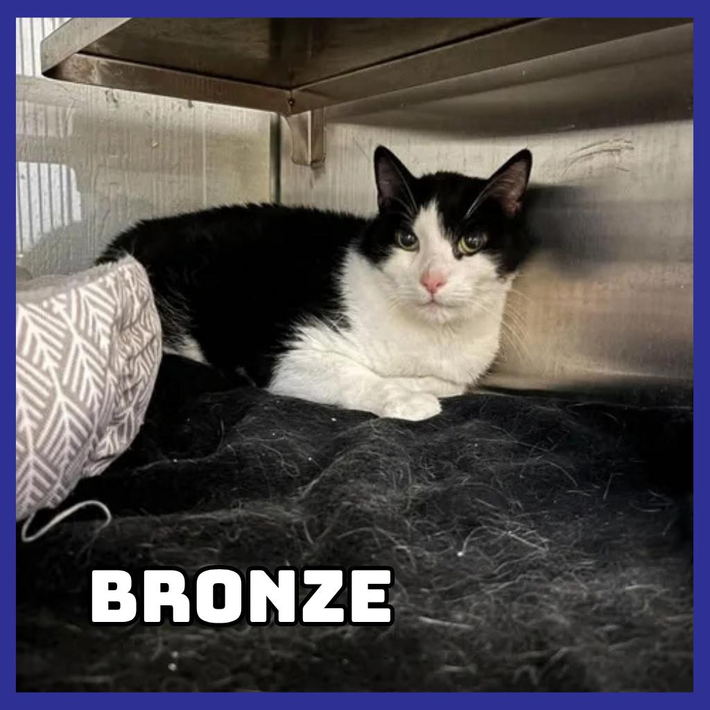 Enlarge Bronze, a Adoptable Domestic Short Hair in Glenwood, MN image 1/1