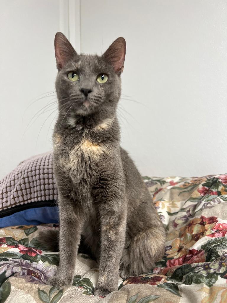 Alexa, Adoptable, Adult Female Domestic Short Hair.