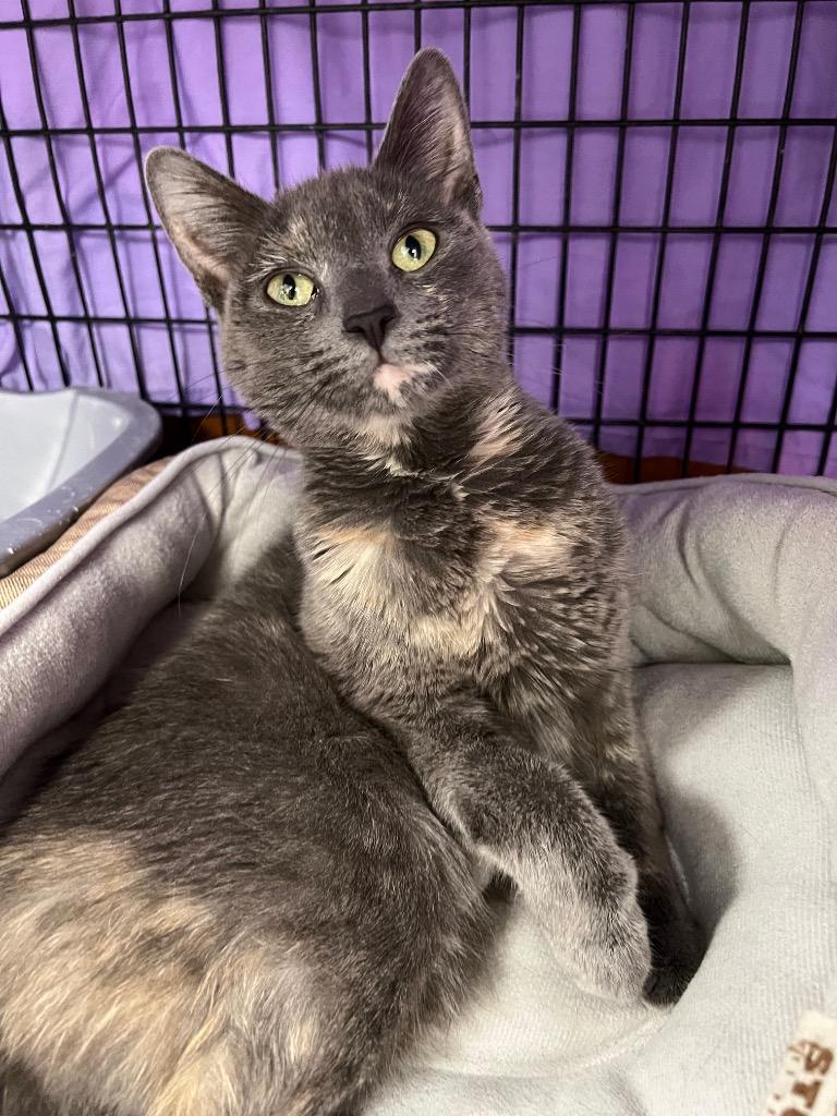 Enlarge Alexa, a Adoptable mixed breed in Corpus Christi, TX image 4/4