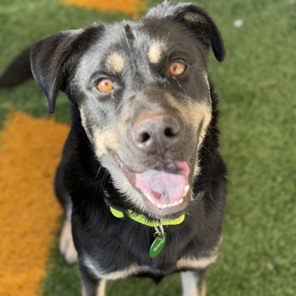 Owen, ADOPTABLE, Young • Male, Rottweiler & Australian Kelpie.