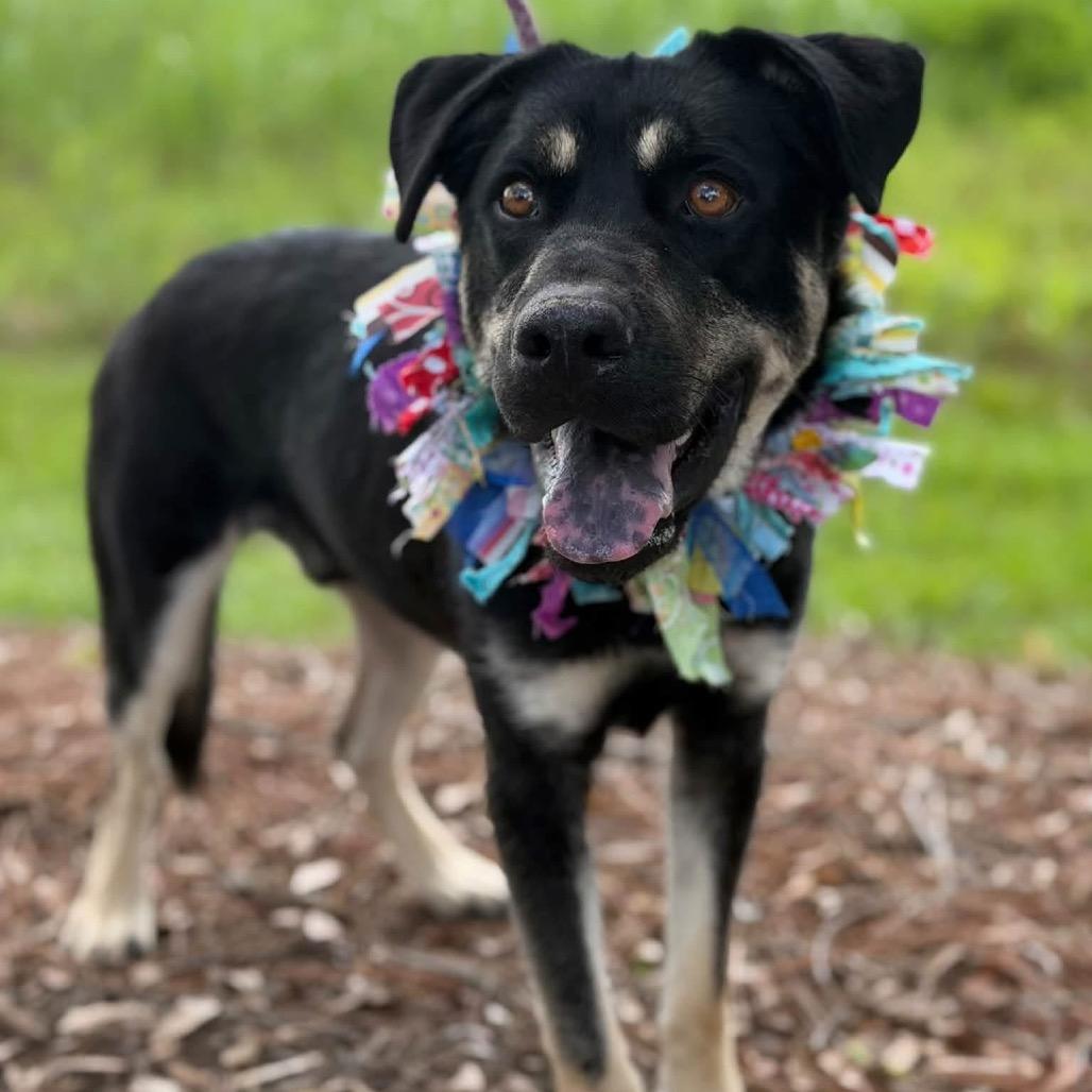 Enlarge Owen, a Adoptable mixed breed in New Orleans, LA image 2/6