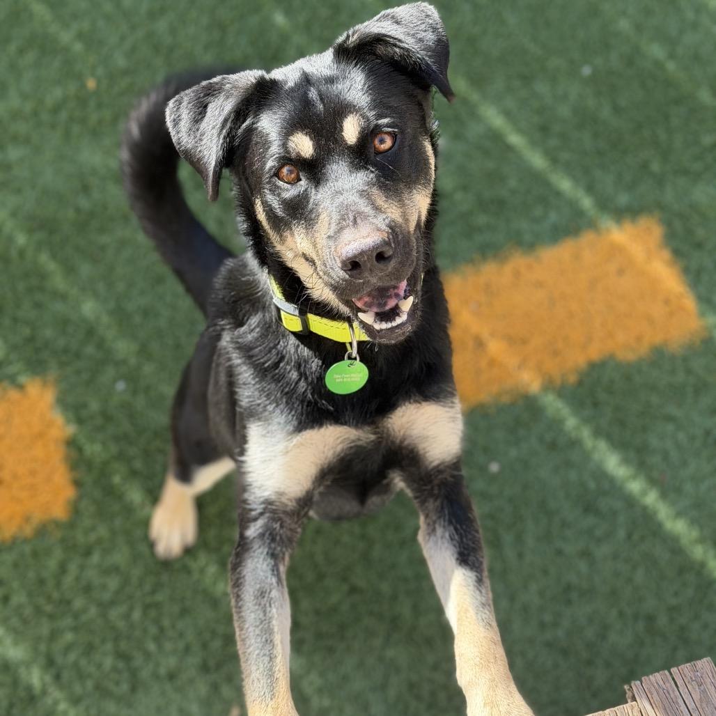 Enlarge Owen, a Adoptable mixed breed in New Orleans, LA image 3/6