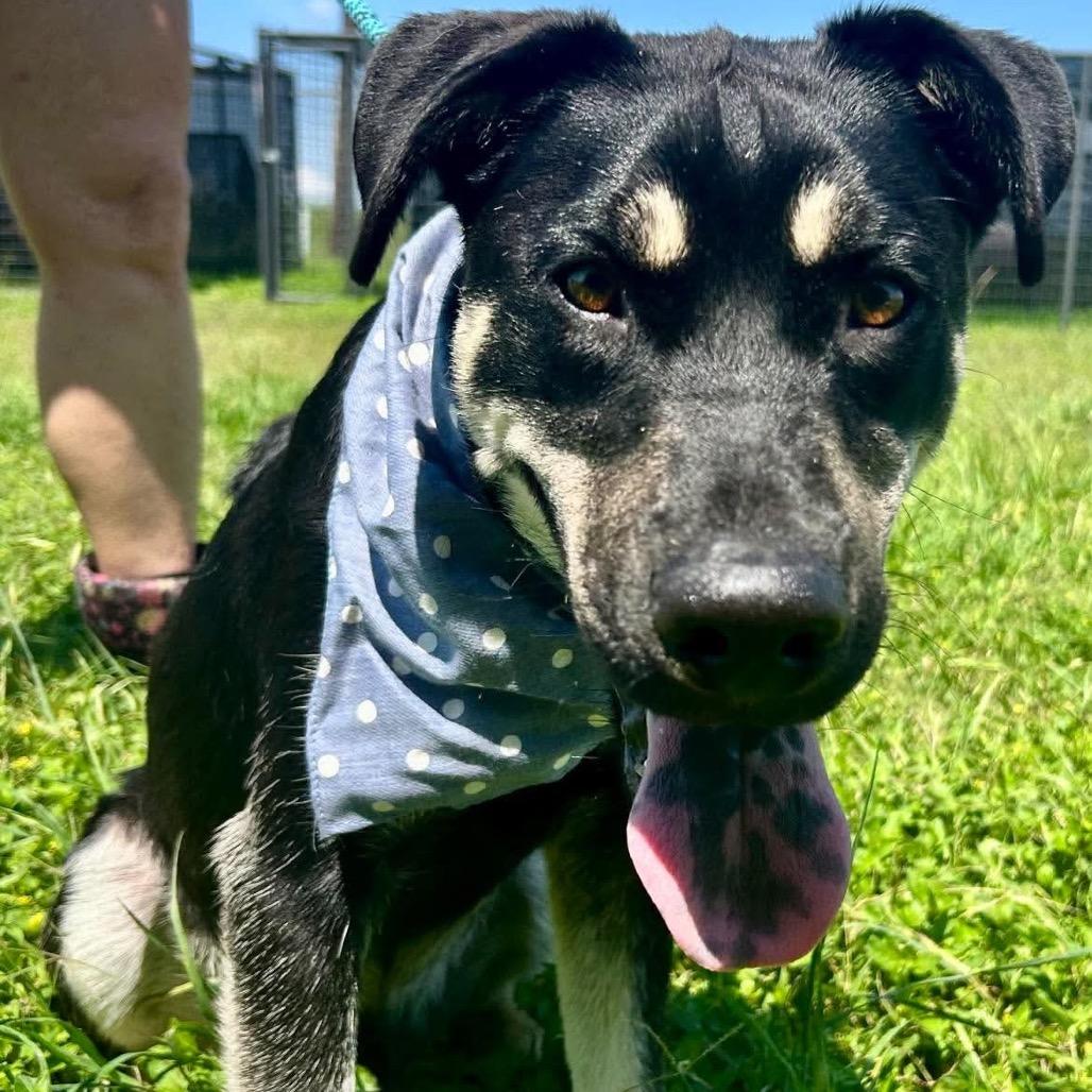 Enlarge Owen, a Adoptable mixed breed in New Orleans, LA image 4/6