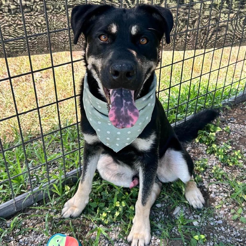 Enlarge Owen, a Adoptable mixed breed in New Orleans, LA image 5/6