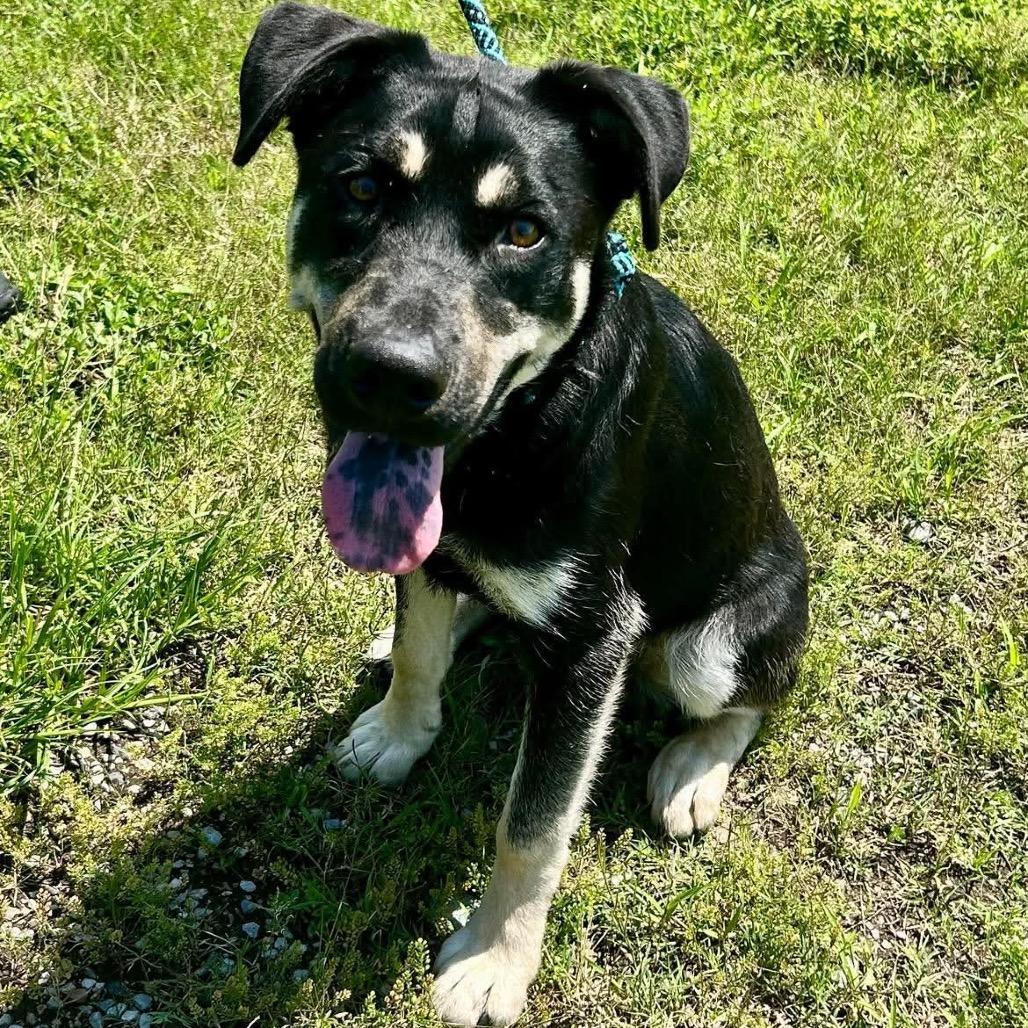 Enlarge Owen, a Adoptable mixed breed in New Orleans, LA image 6/6