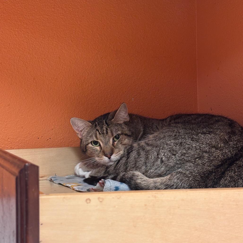 Enlarge Mittens, a Adoptable Domestic Short Hair in Fulton, TX image 2/2