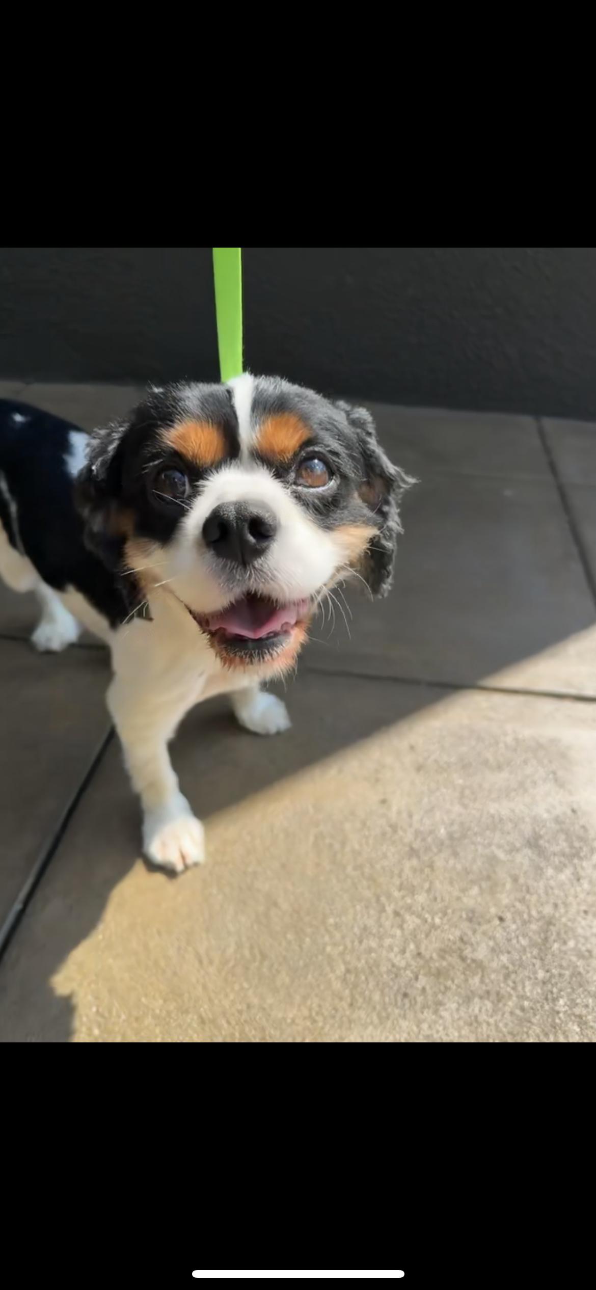 King George, Adult Male Cavalier King Charles Spaniel