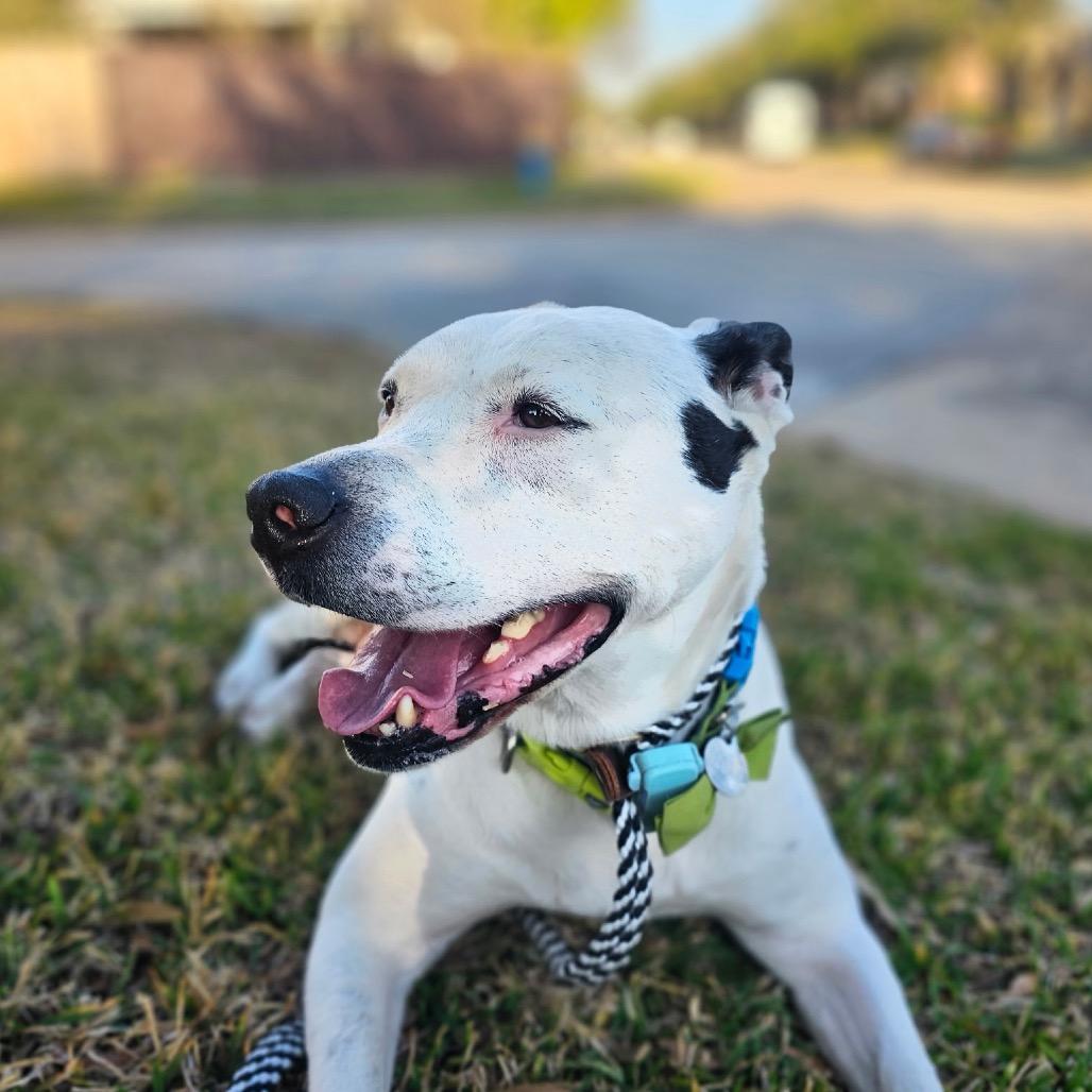 Enlarge Tarzan, a Adoptable Pit Bull Terrier in Houston, TX image 1/6