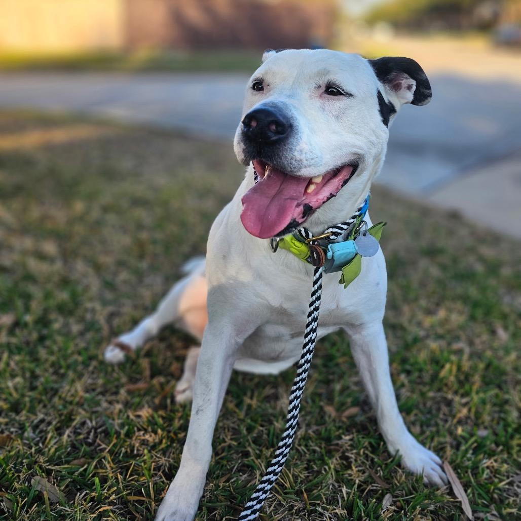 Enlarge Tarzan, a Adoptable Pit Bull Terrier in Houston, TX image 2/6
