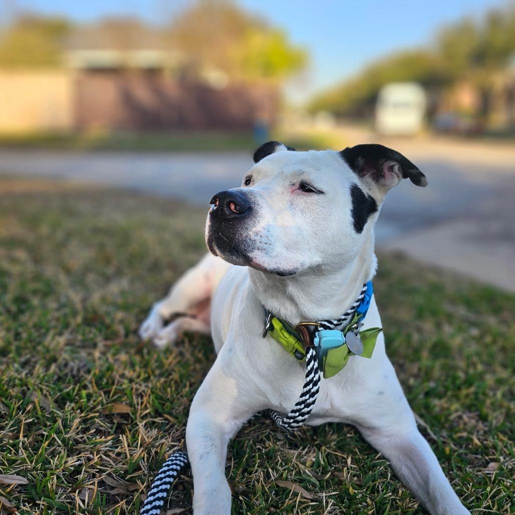 Enlarge Tarzan, a Adoptable Pit Bull Terrier in Houston, TX image 3/6