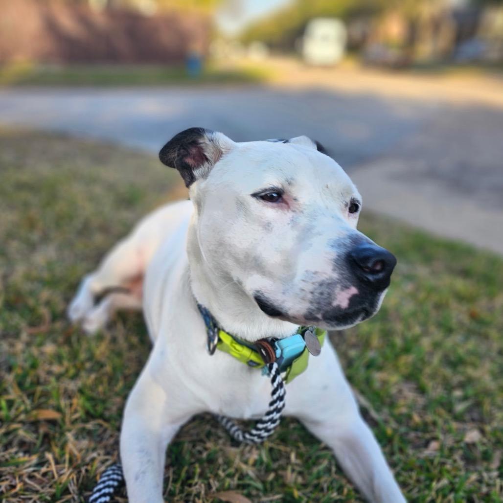 Enlarge Tarzan, a Adoptable Pit Bull Terrier in Houston, TX image 4/6
