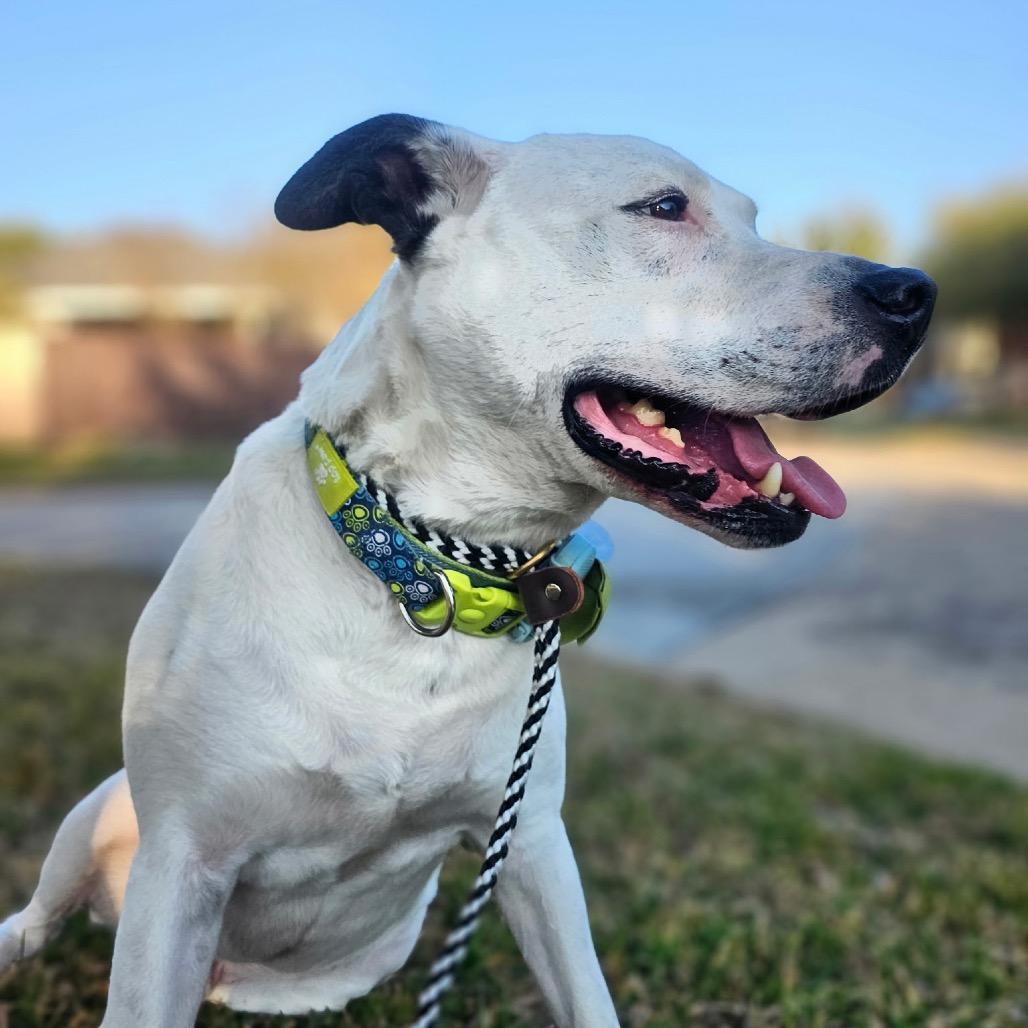 Enlarge Tarzan, a Adoptable Pit Bull Terrier in Houston, TX image 5/6