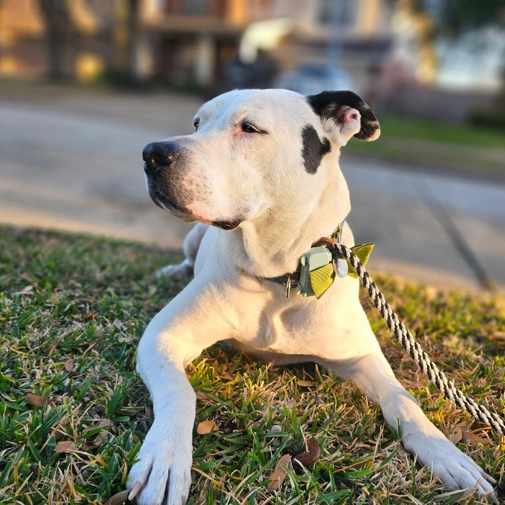 Enlarge Tarzan, a Adoptable Pit Bull Terrier in Houston, TX image 6/6