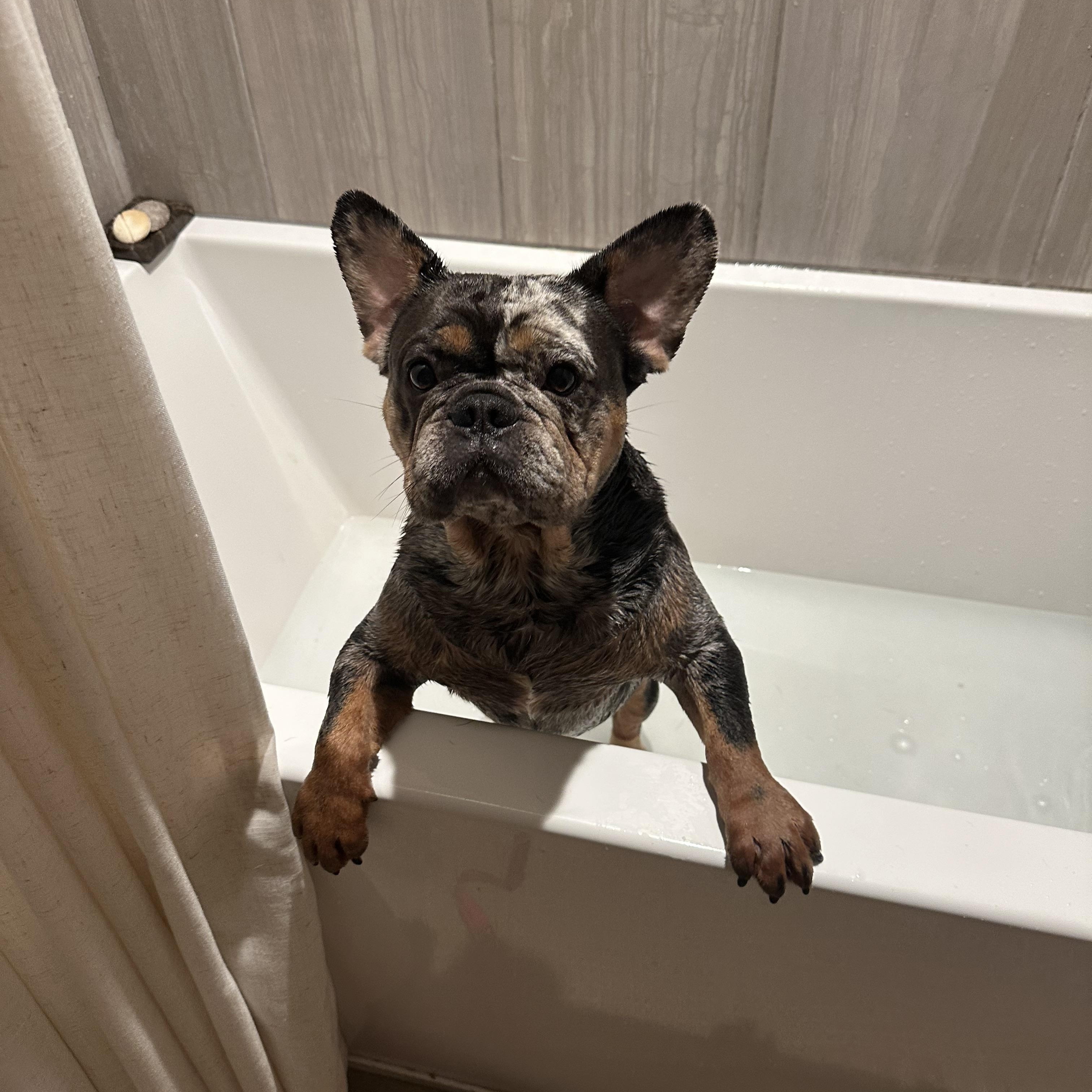 Enlarge Paddington , a Adoptable mixed breed in Pasadena, CA image 4/6