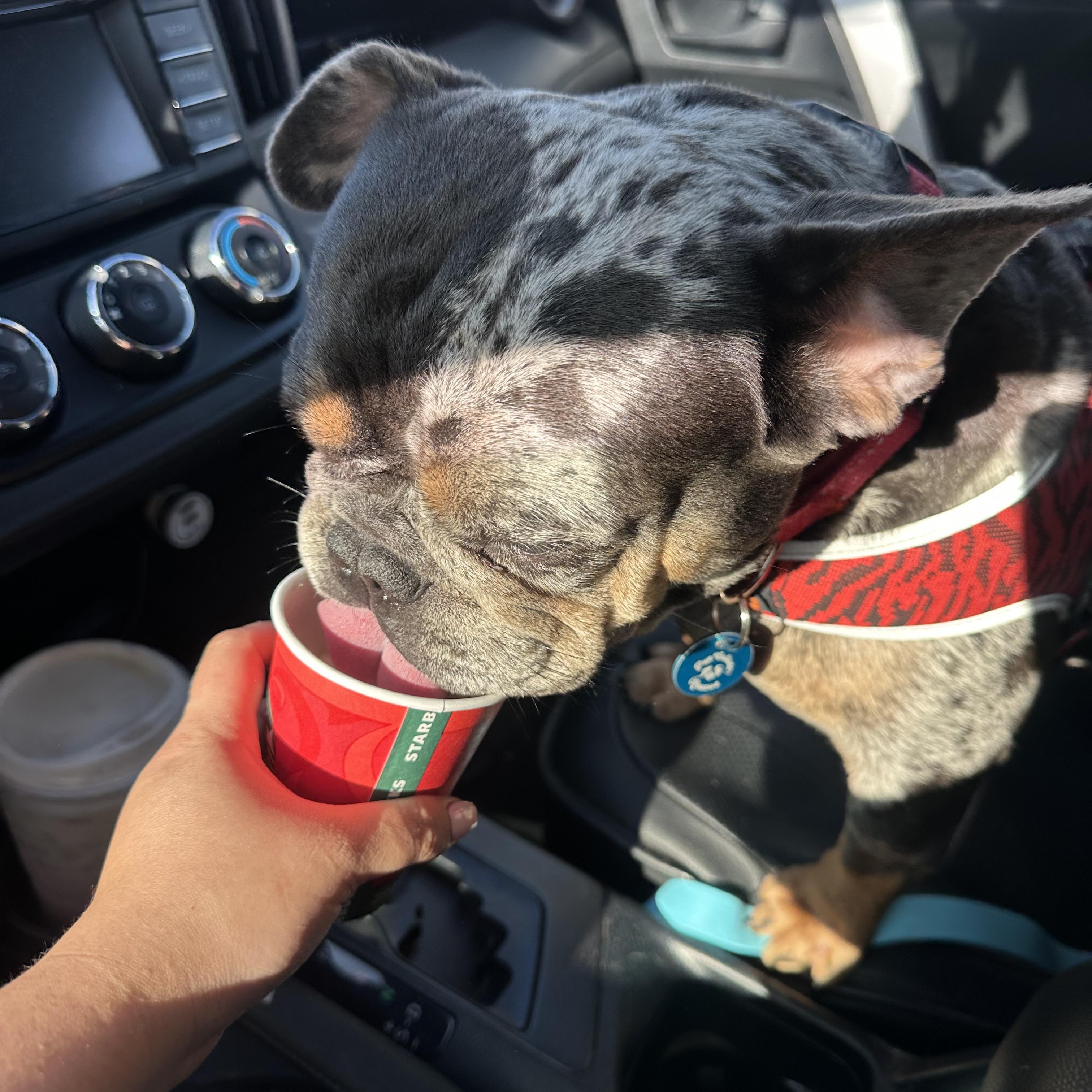 Enlarge Paddington , a Adoptable mixed breed in Pasadena, CA image 3/6