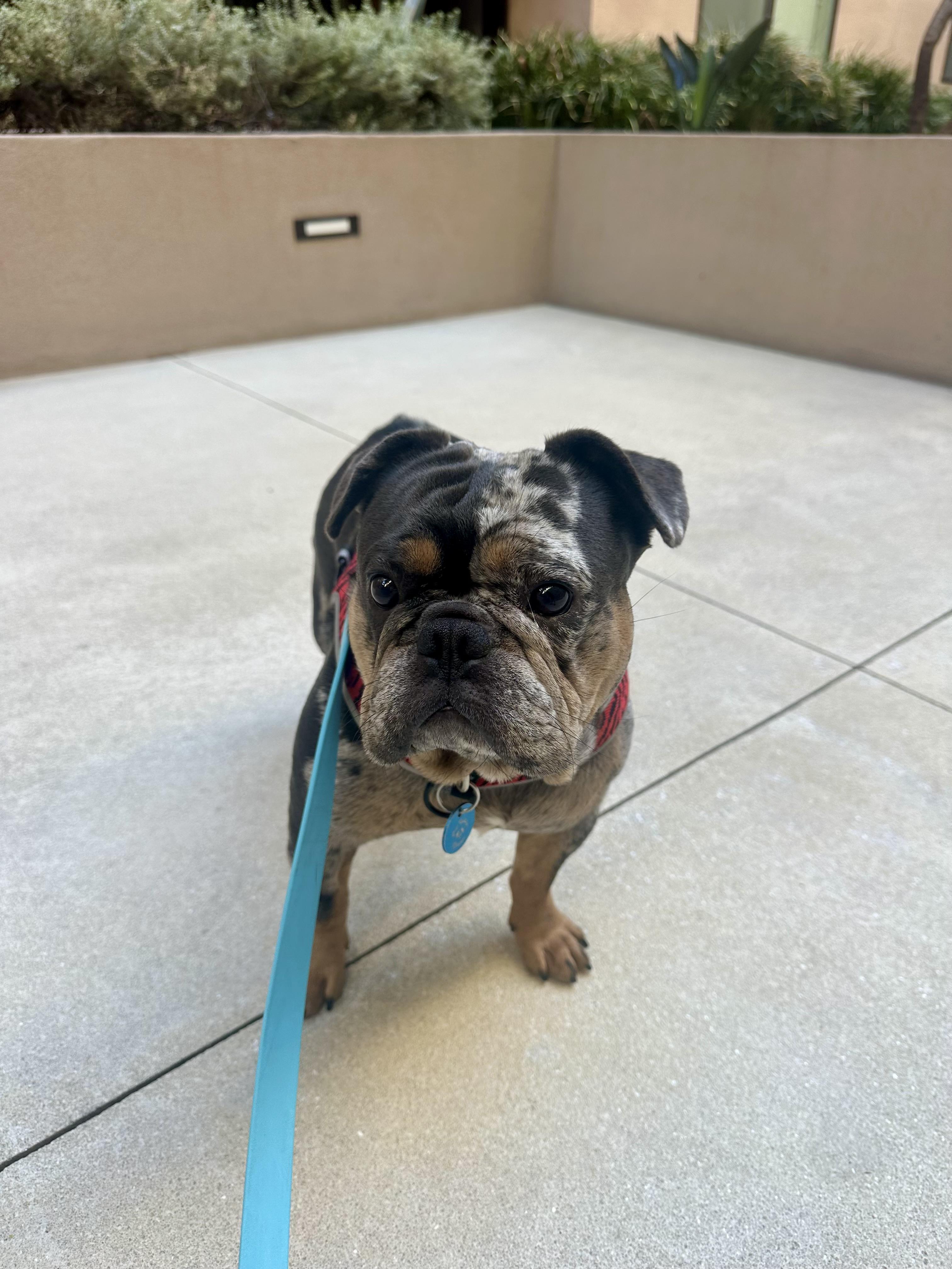 Enlarge Paddington , a Adoptable mixed breed in Pasadena, CA image 1/6