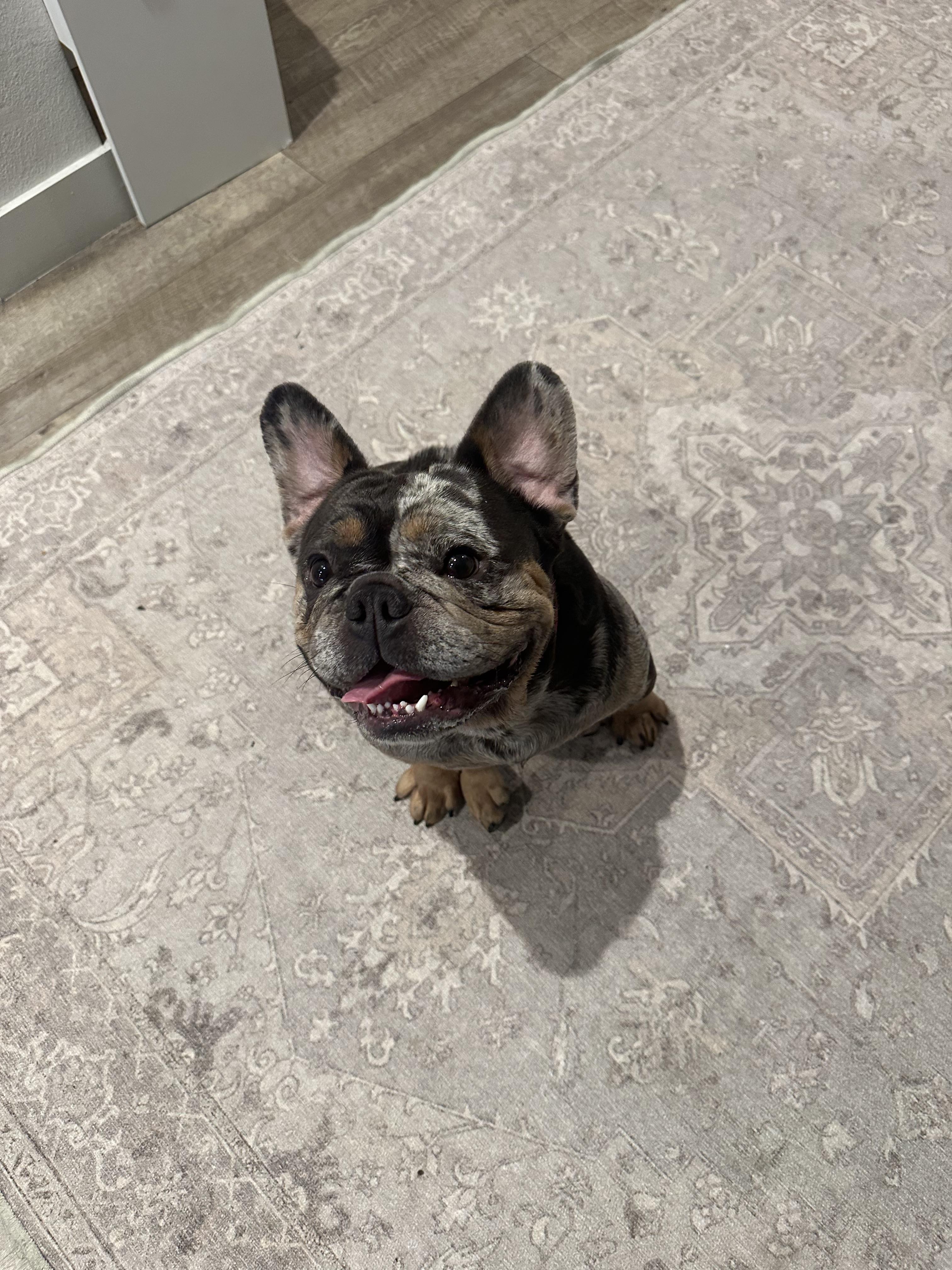 Enlarge Paddington , a Adoptable mixed breed in Pasadena, CA image 6/6