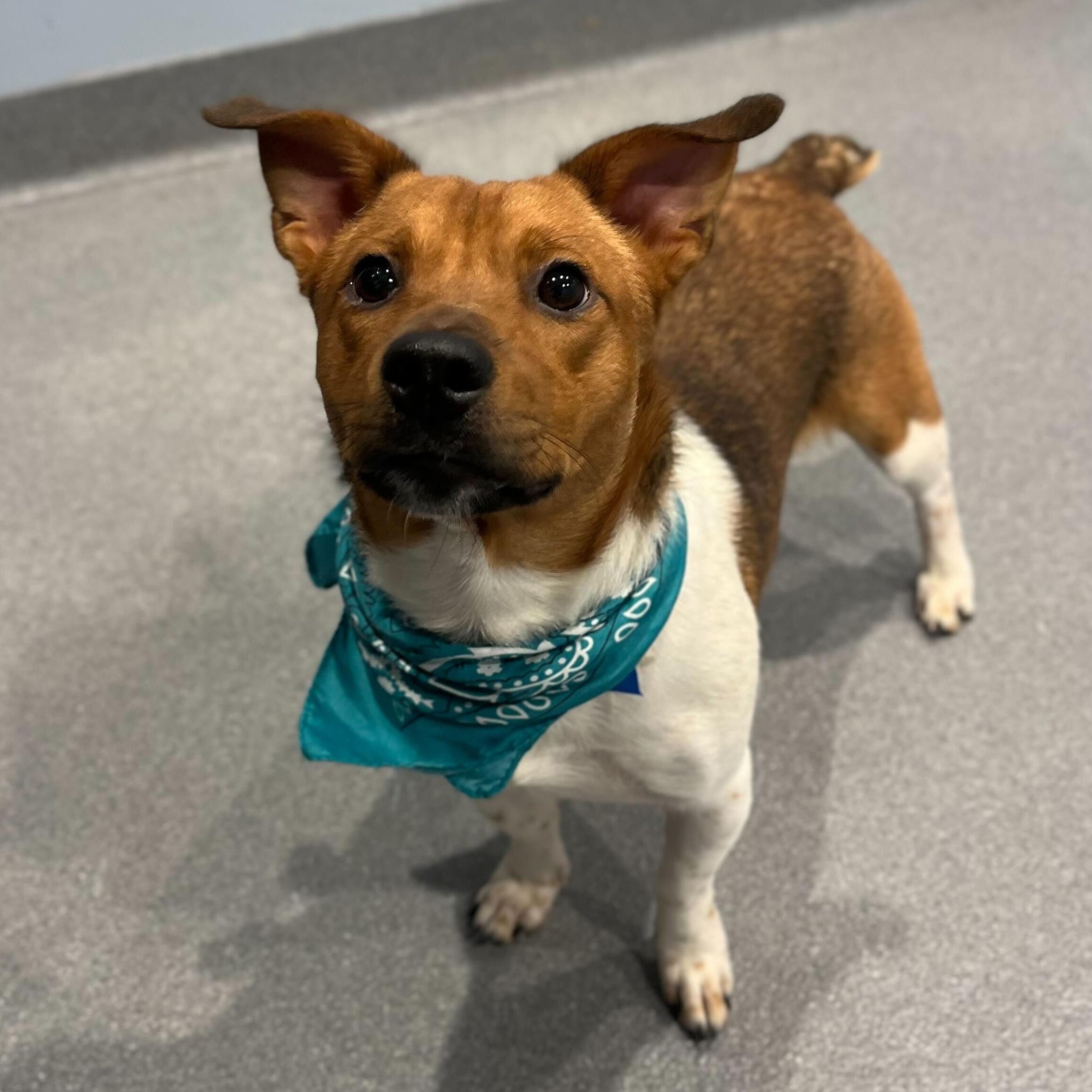 Enlarge Frodo, an adoptable Jack Russell Terrier in Canal Winchester, OH image 3/3