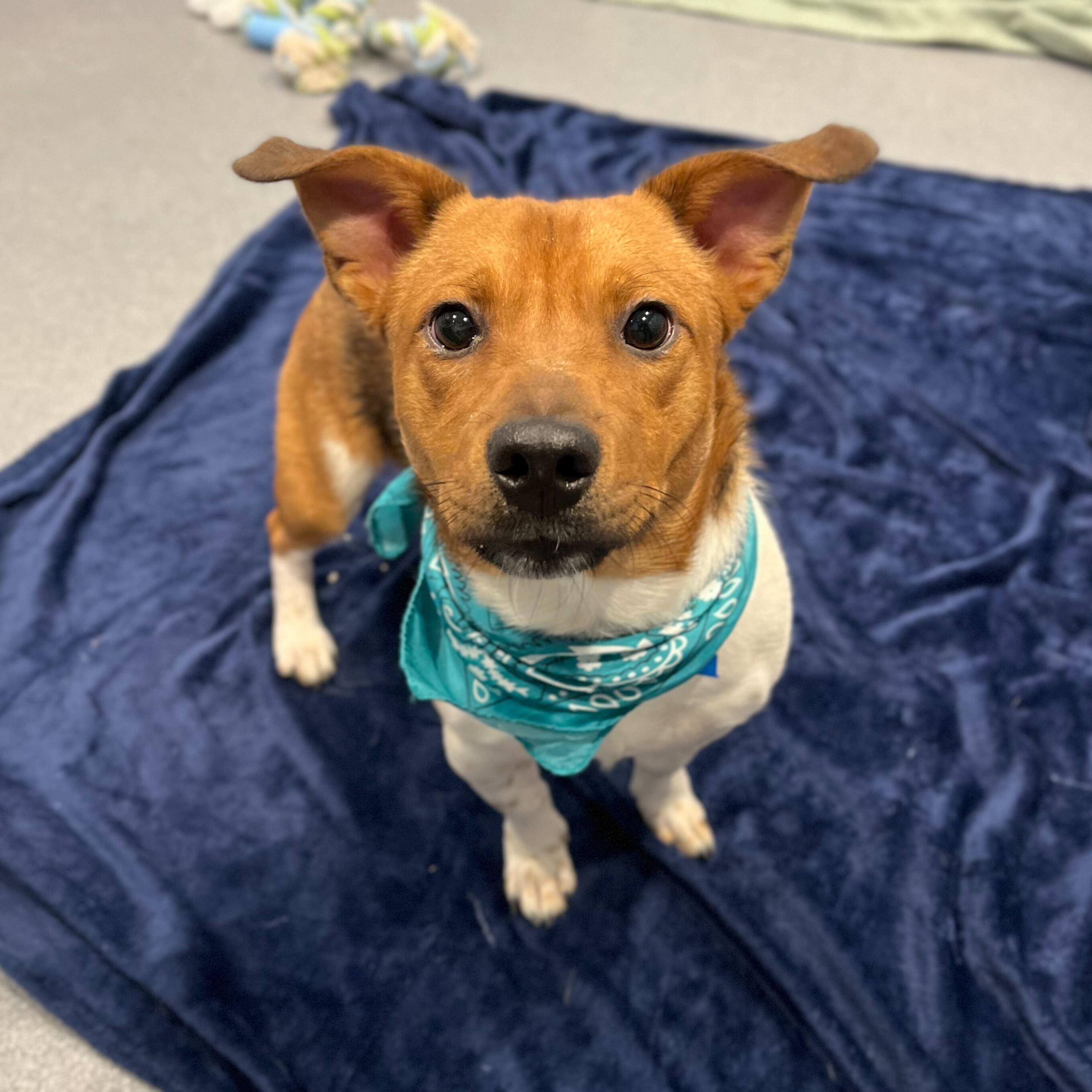 Frodo, adoptable, Young Male Jack Russell Terrier.