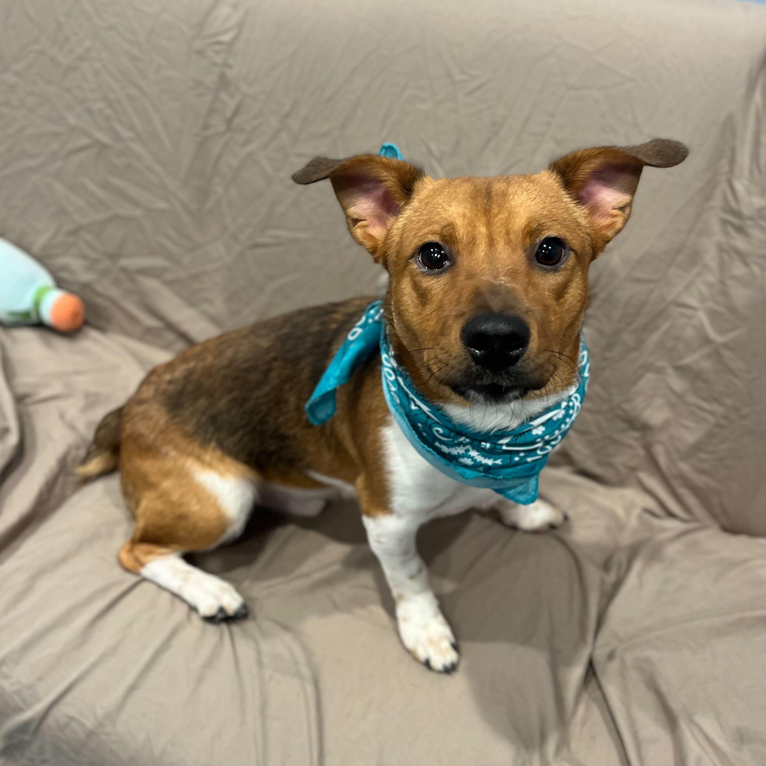 Enlarge Frodo, an adoptable Jack Russell Terrier in Canal Winchester, OH image 2/3