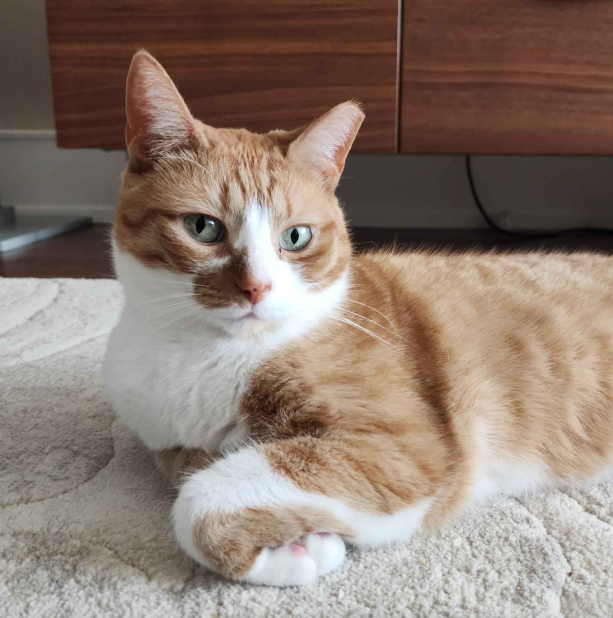 Enlarge Ernest, a Adoptable Domestic Short Hair in Toronto, ON image 4/5
