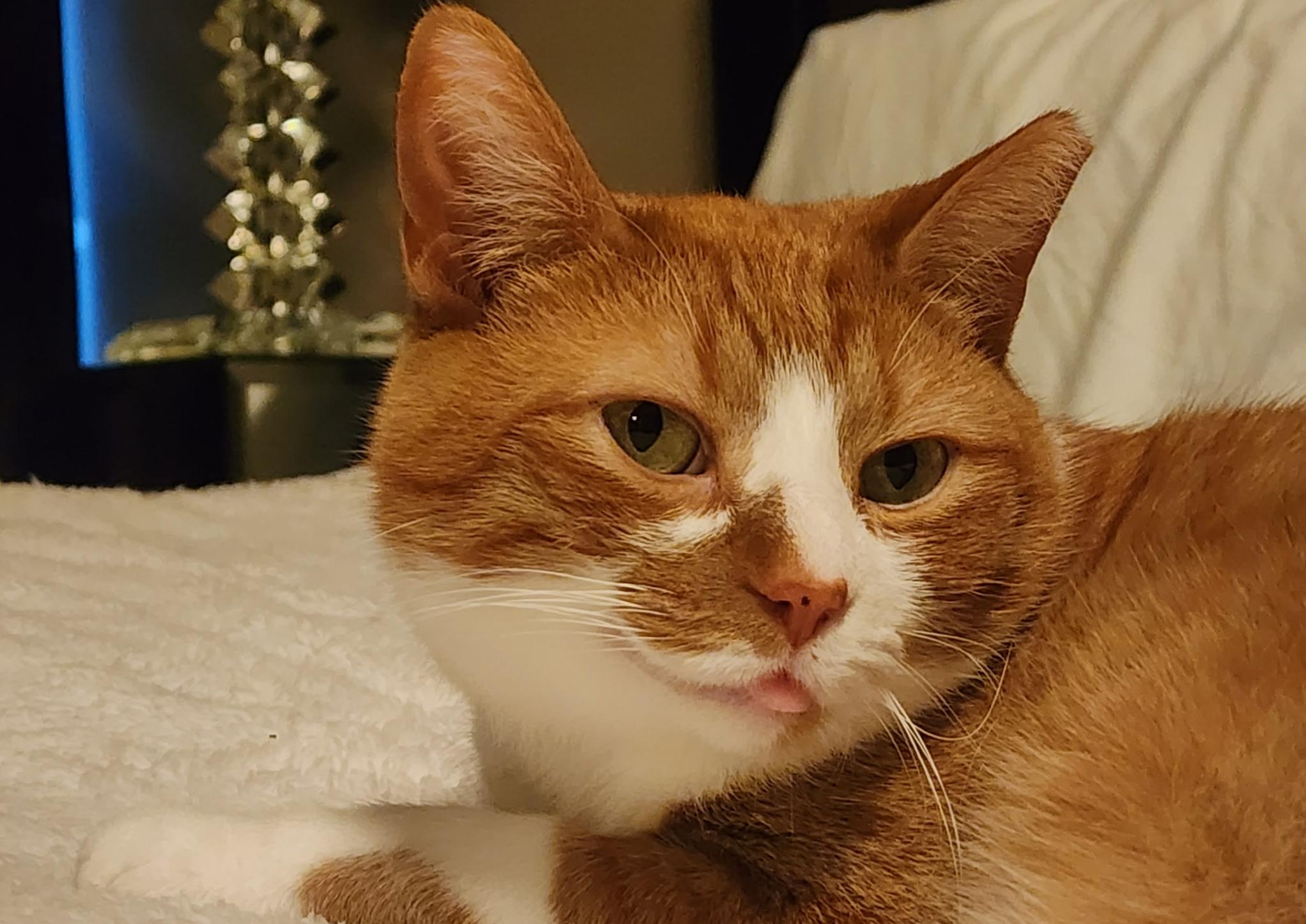 Enlarge Ernest, a Adoptable Domestic Short Hair in Toronto, ON image 3/5