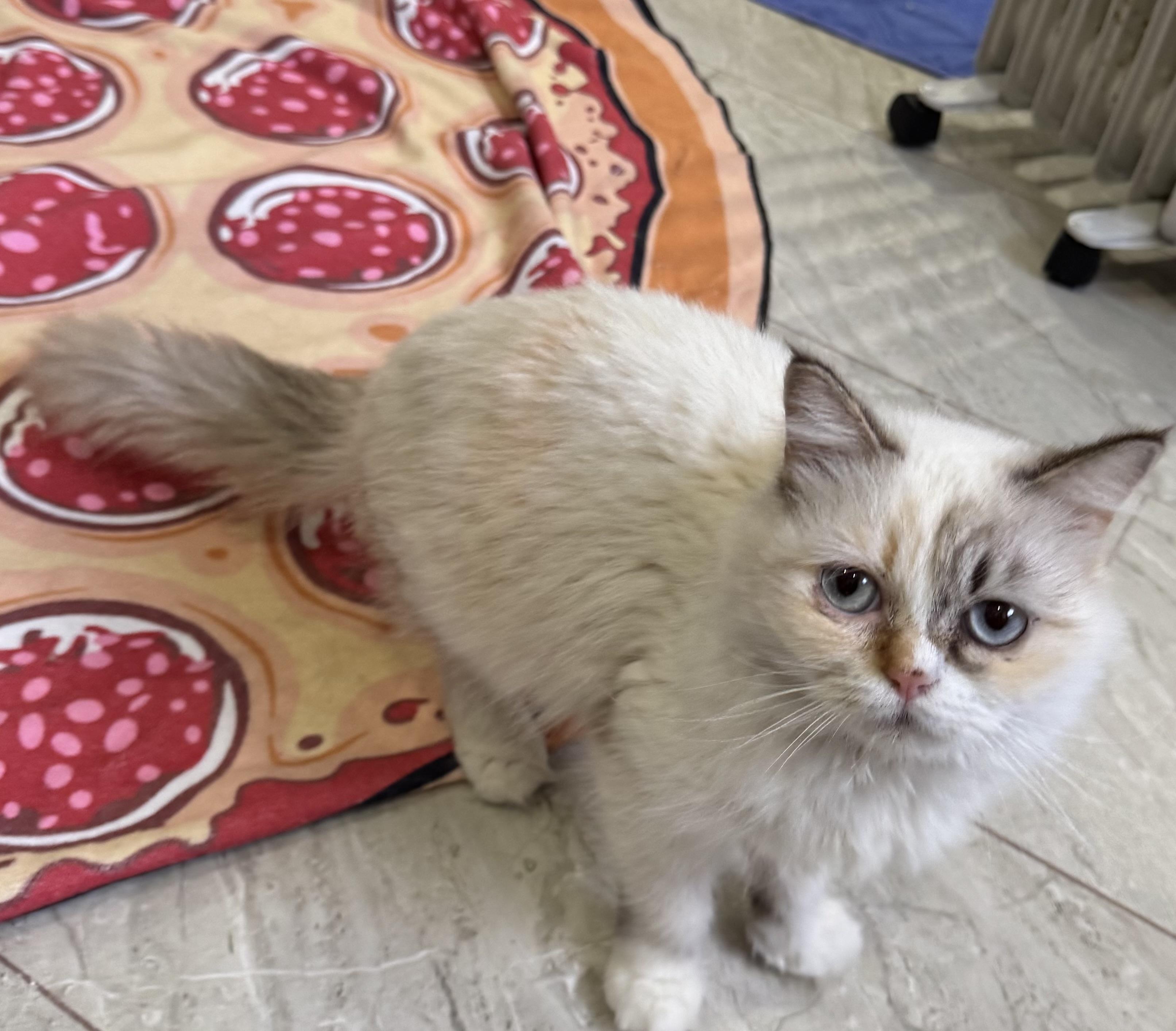 Enlarge Mirella - Lynda Luna, an adopted mixed breed in Brampton, ON image 3/6