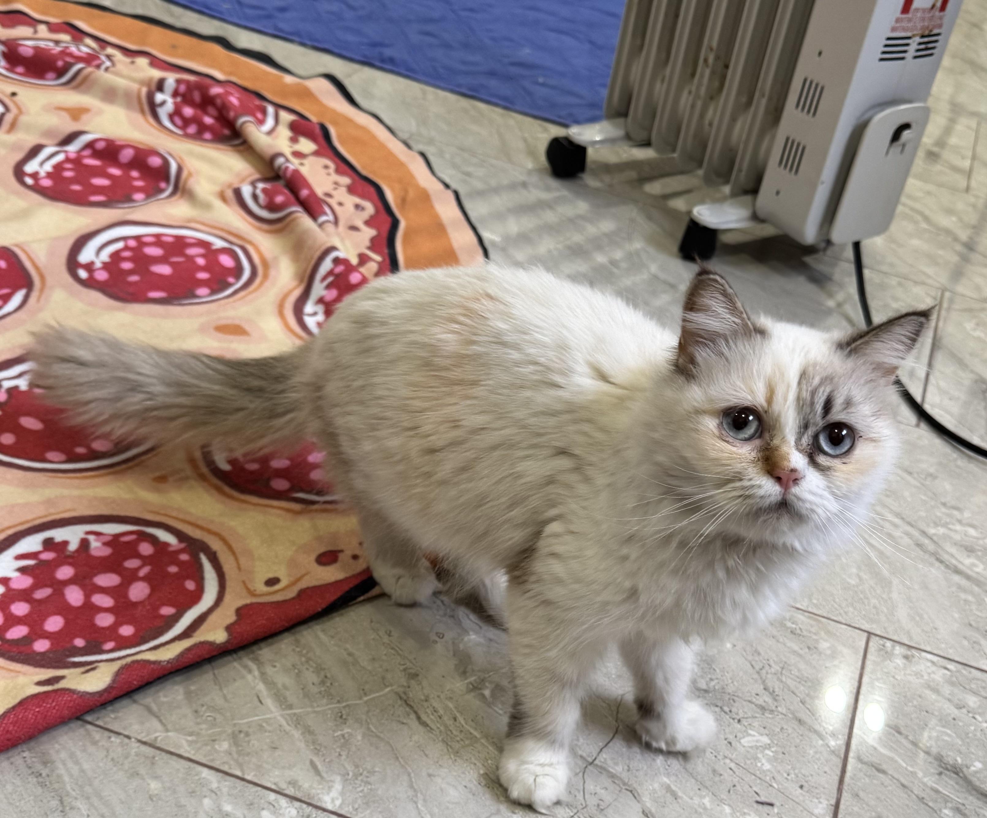 Enlarge Mirella - Lynda Luna, an adopted mixed breed in Brampton, ON image 5/6